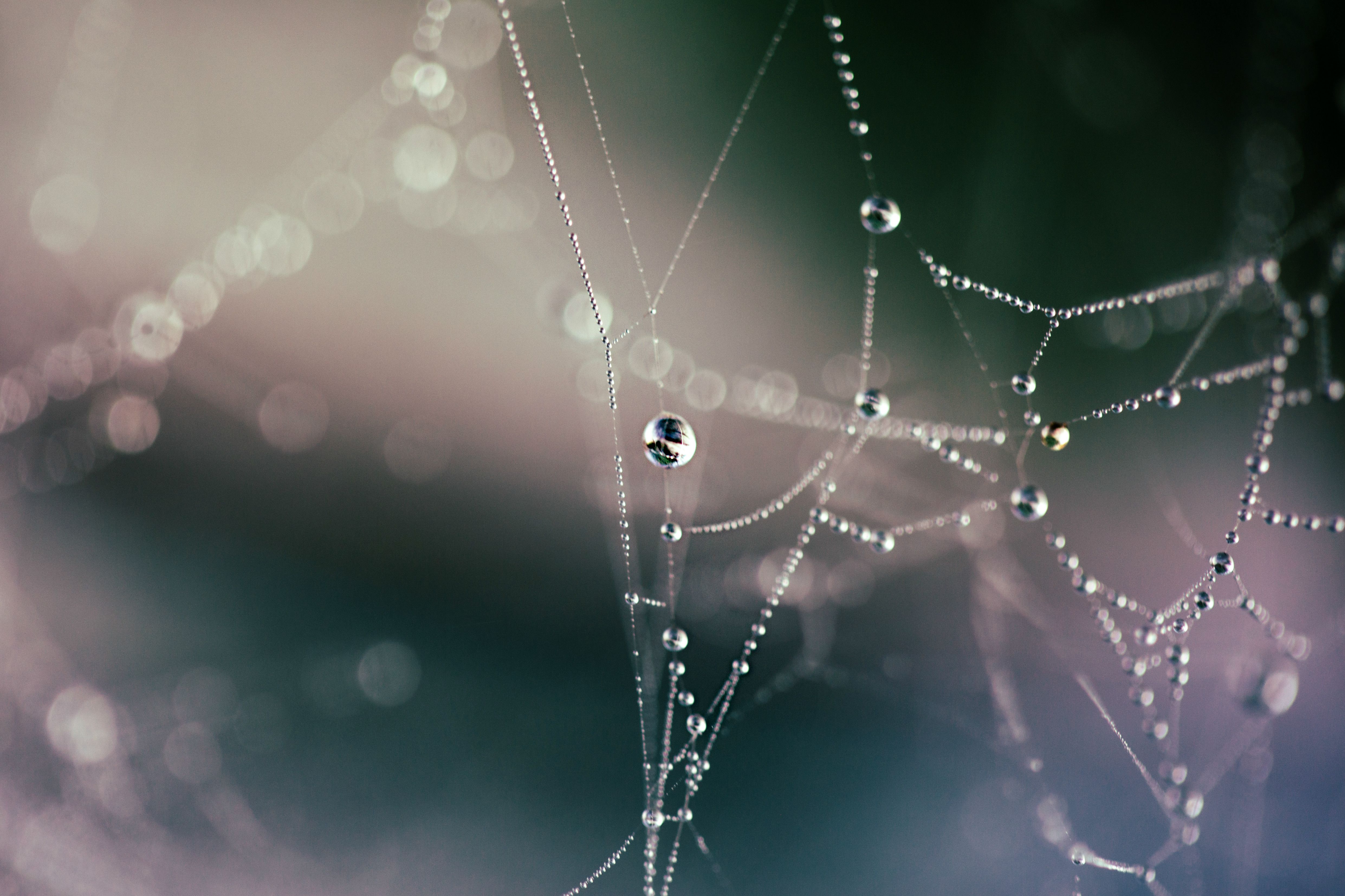 Wallpaper, spider webs, nature, water drops, depth of field 4965x3310