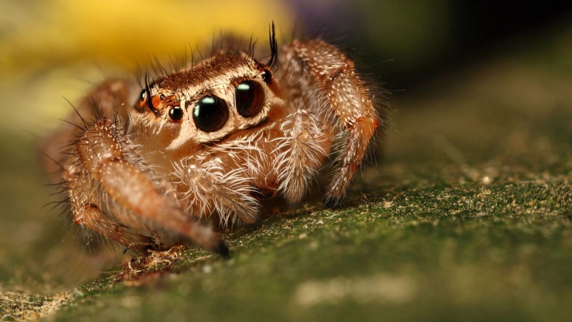 Spider. Nature Wallpaper for Android