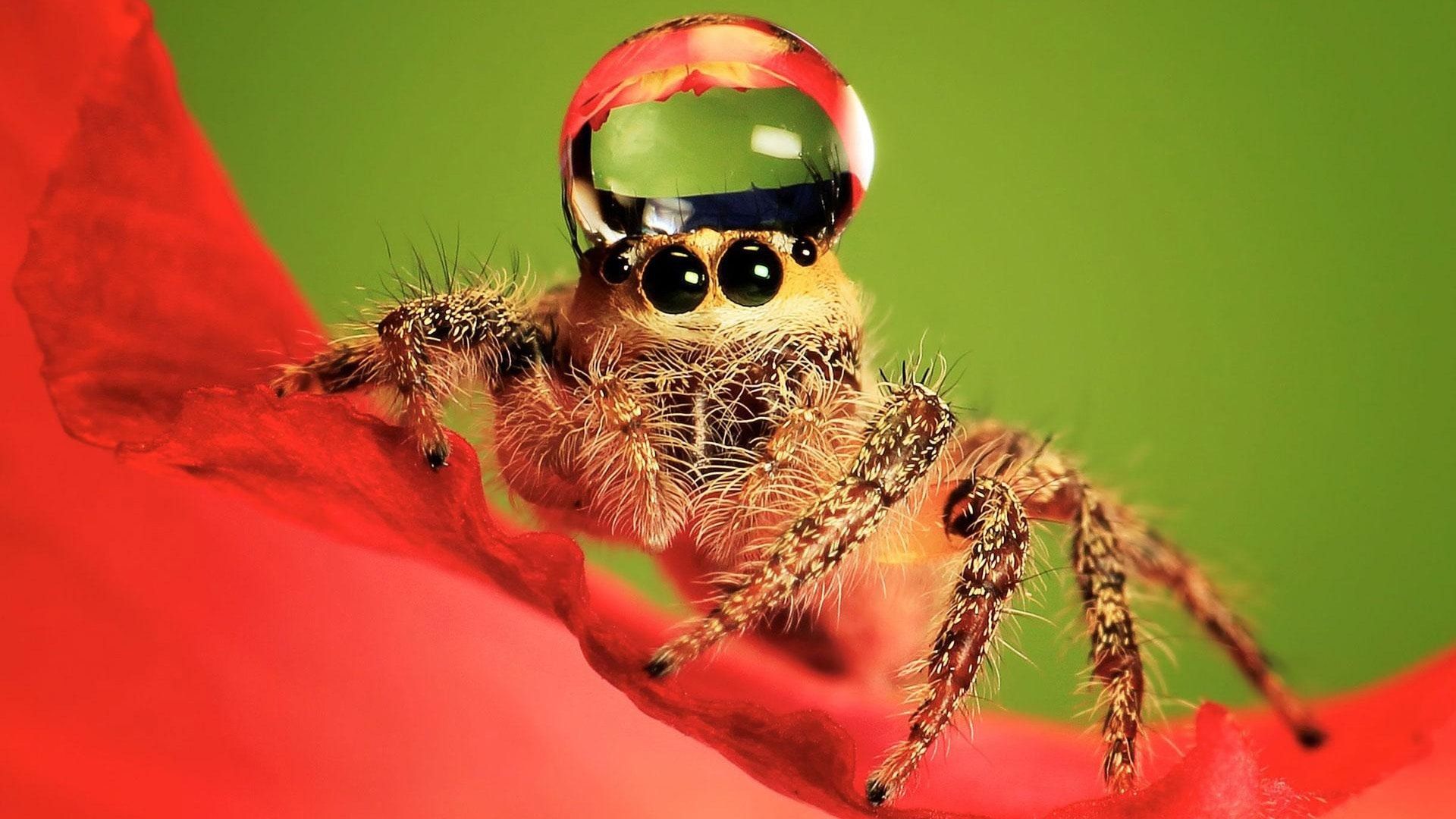 Jumping spider HD Wallpaperwallpaper.net