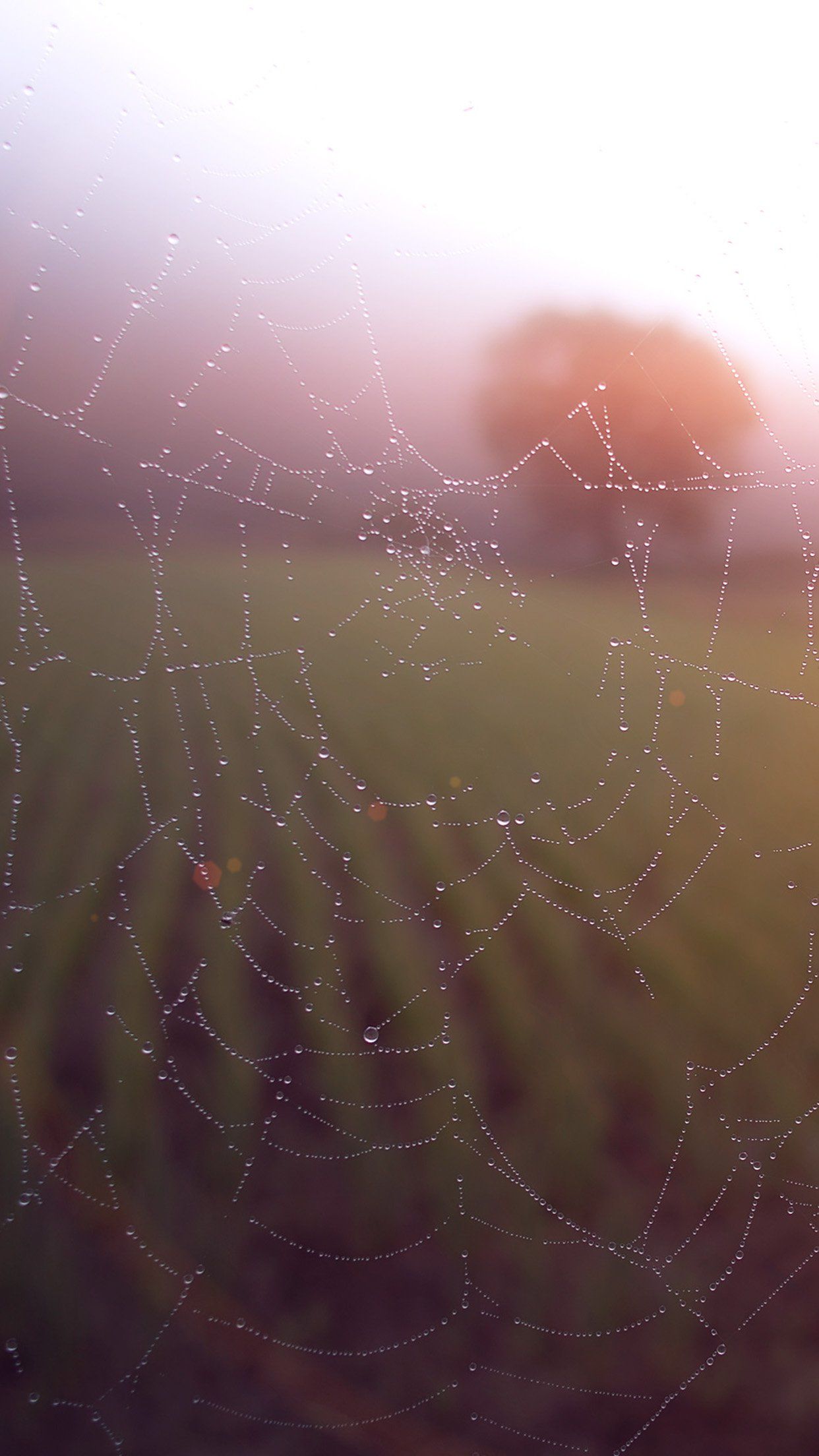 Morning Dew Spider Web Rain Water Nature Flare Android wallpaper HD wallpaper