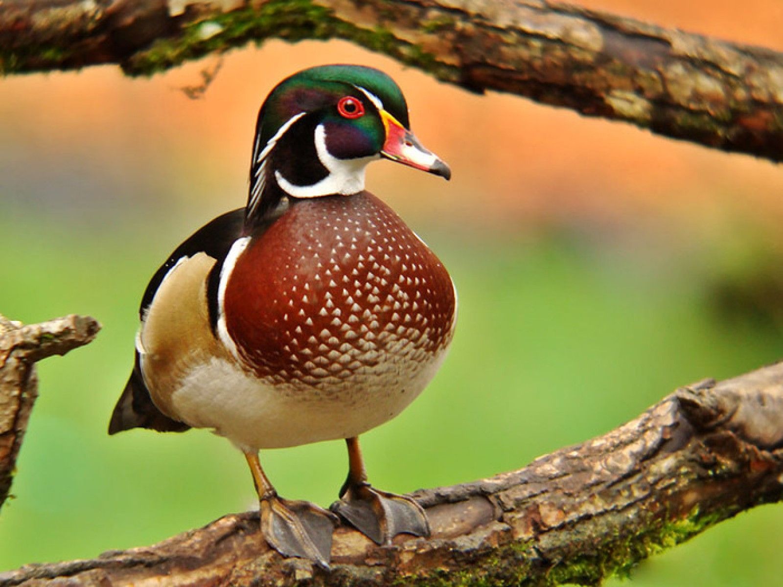 Wood Duck Wallpaper