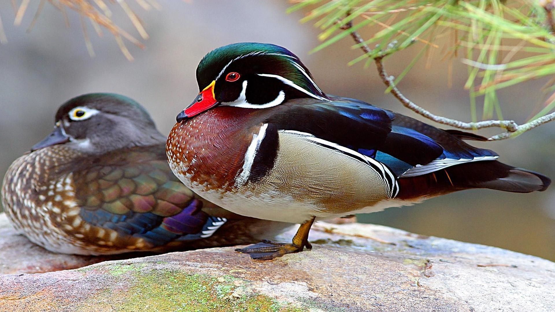 Wood Duck Wallpaper
