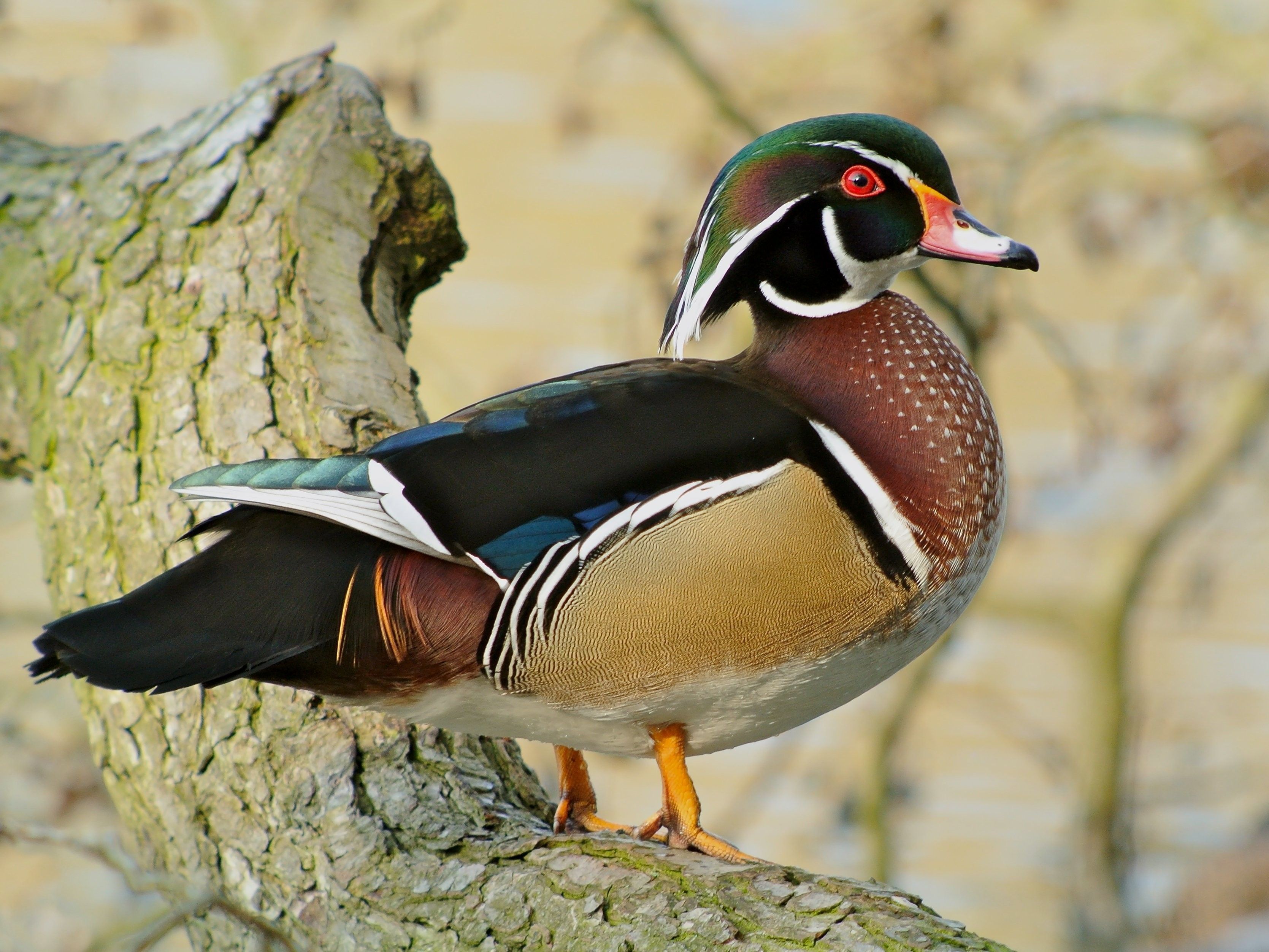 Wood Duck Wallpaper