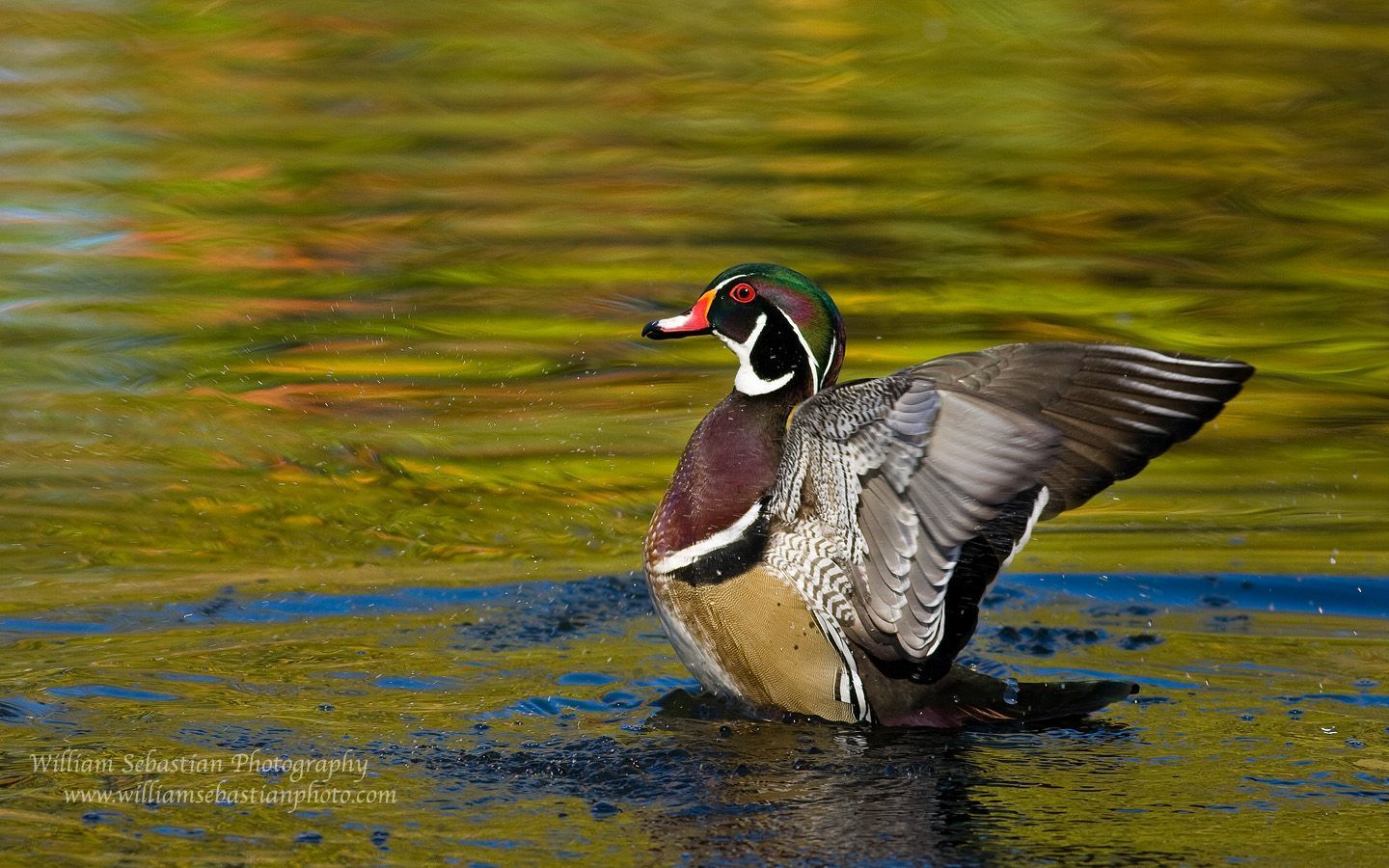 Wood Duck Wallpaper