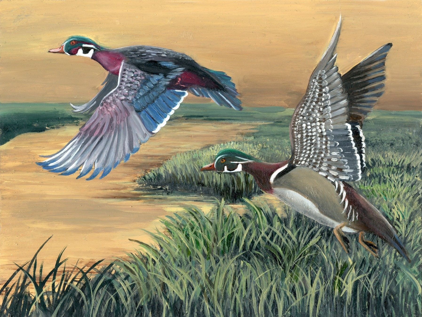 Wood Duck Wallpaper