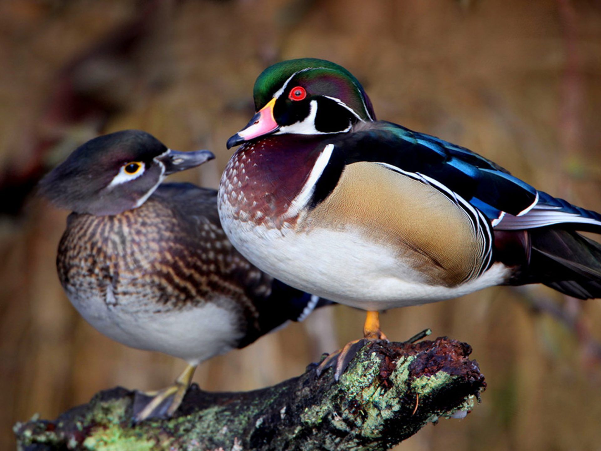 Wood Duck Wallpaper