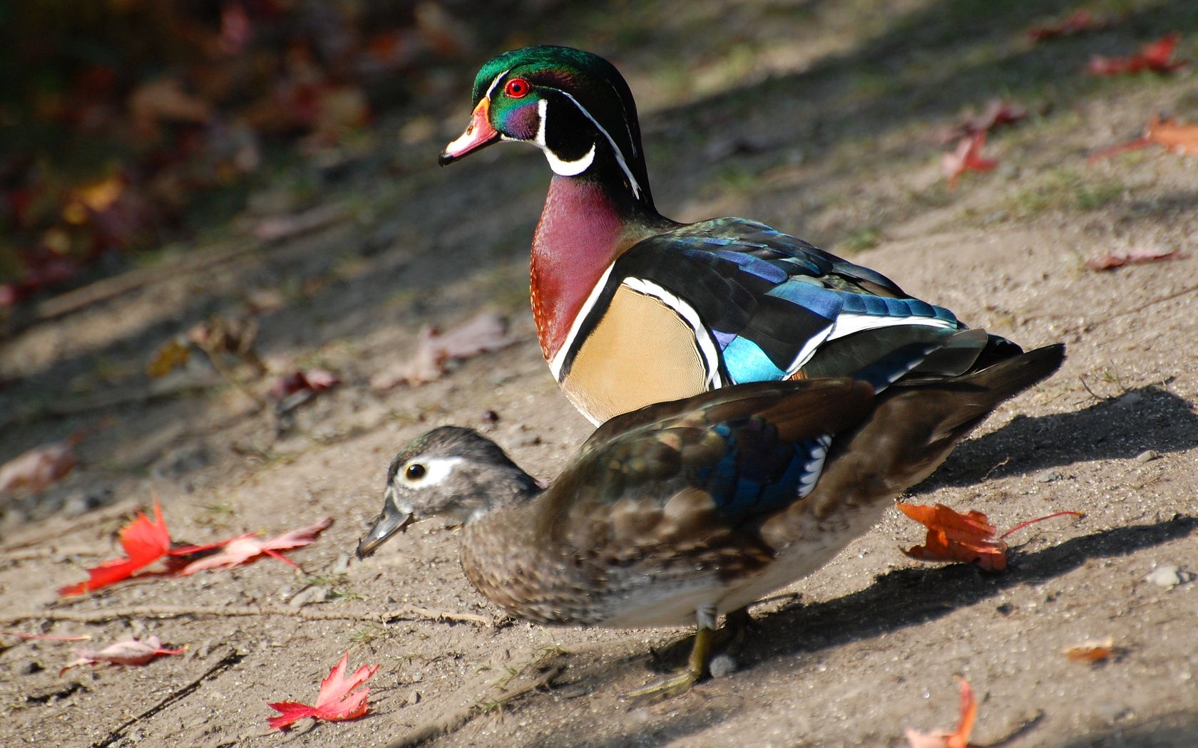 Suzanne Britton Nature Photography: Wood Duck Pair