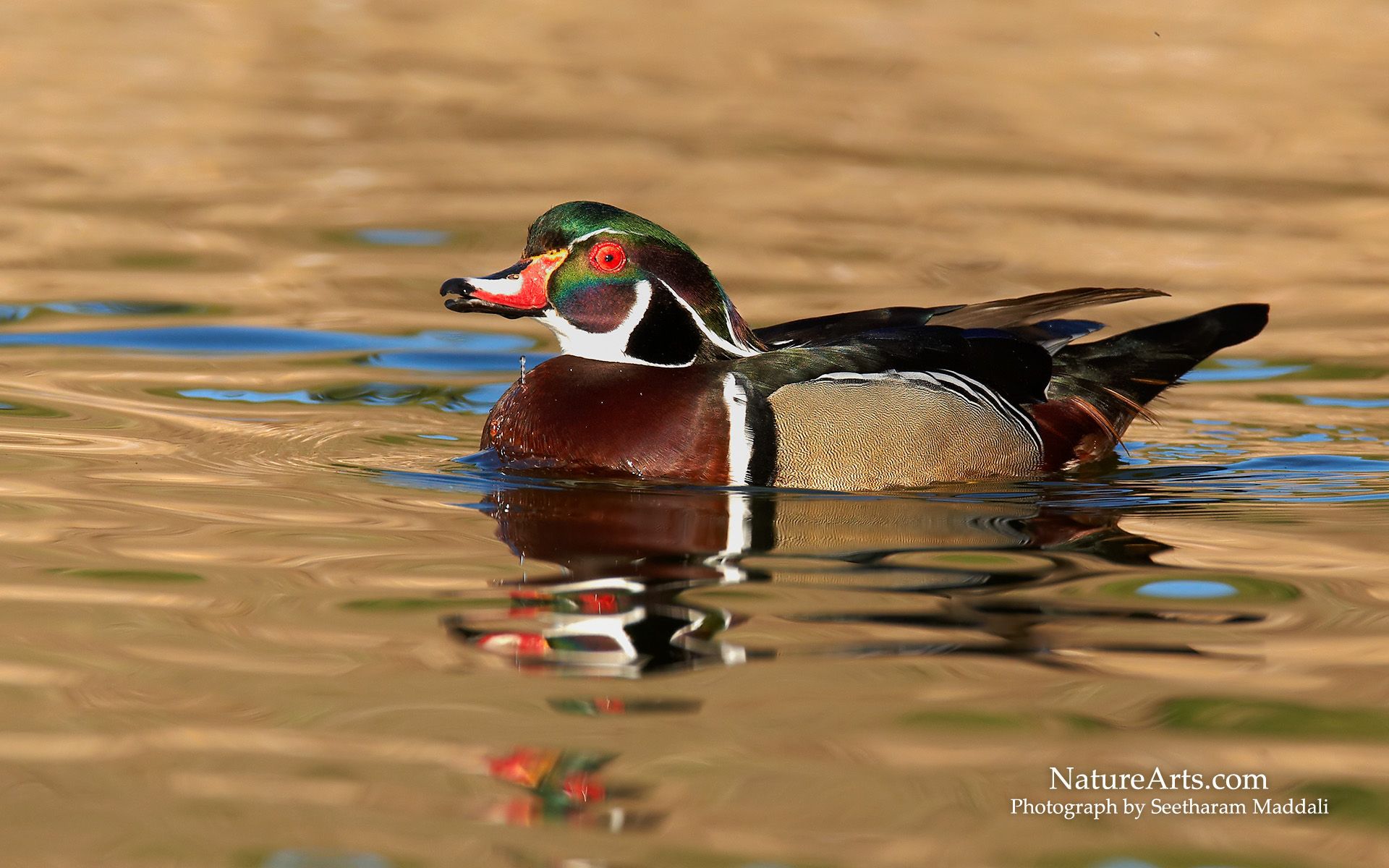 Free download Wood Duck Hunting Wallpaper 503k jpg 682 wood duck [1920x1200] for your Desktop, Mobile & Tablet. Explore Duck Wallpaper for Home. Du Wallpaper, Ducks Unlimited Wallpaper, Baby Ducks Wallpaper