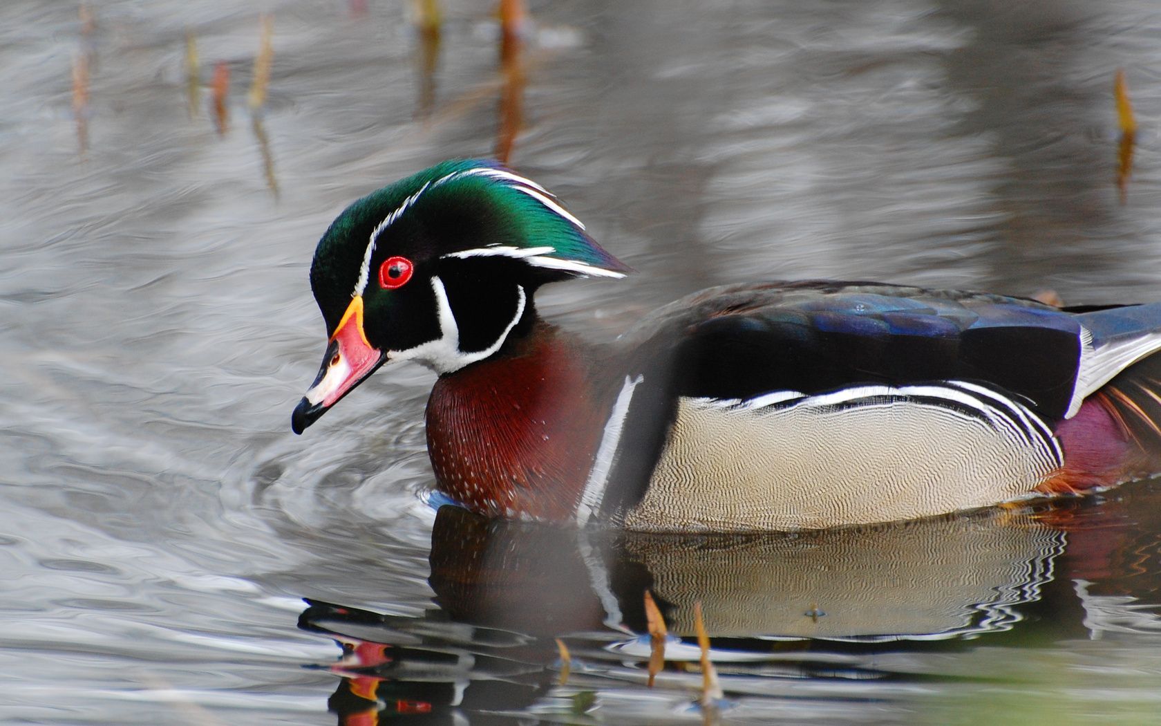 Free download Wood Duck Wallpaper Top Wood Duck Background [1680x1050] for your Desktop, Mobile & Tablet. Explore Woodduck Wallpaper. Woodduck Wallpaper