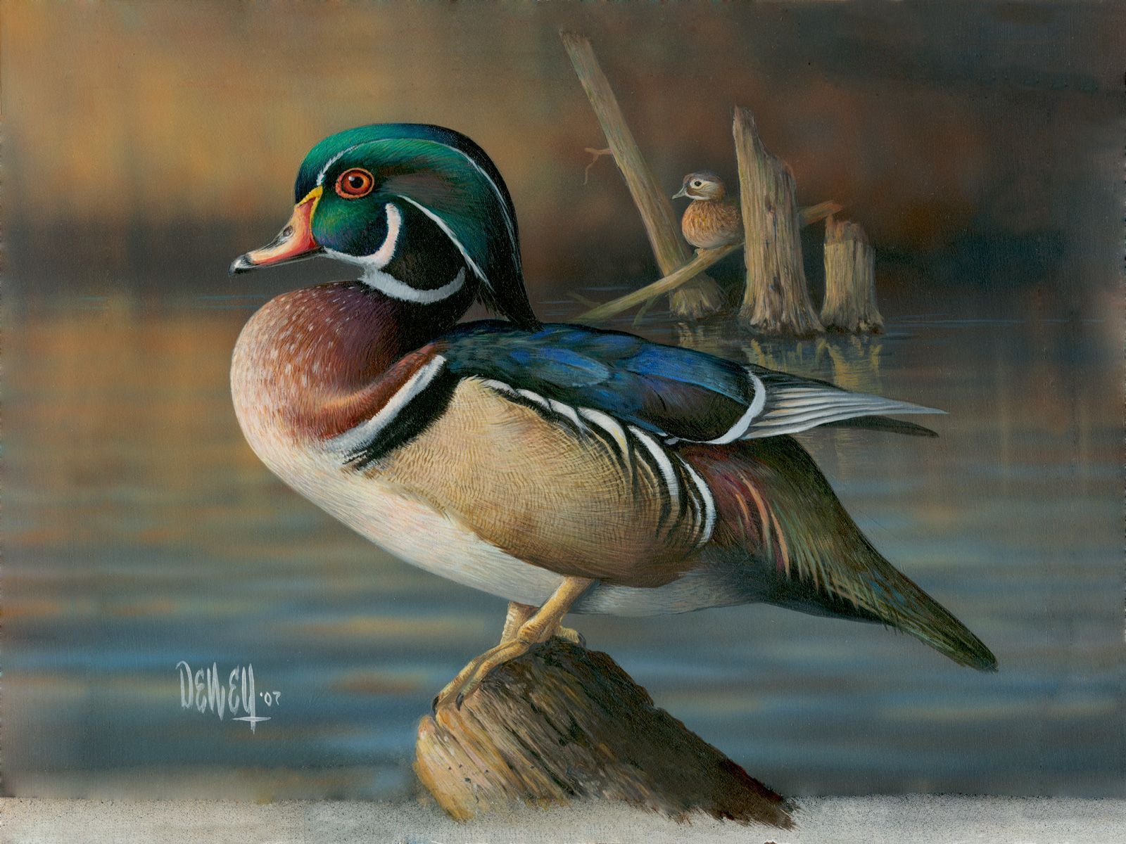 Wood Duck Wallpaper