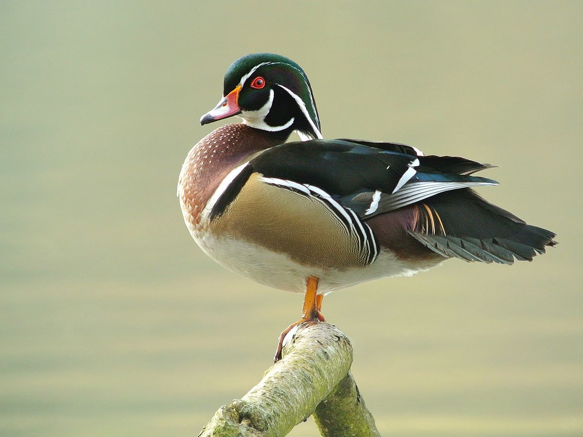Male Wood Duck (Aix Sponsa), Parc Du Rouge Cloître
