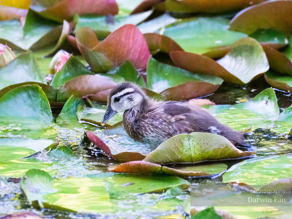 Baby Wood Duck, Kathryn Albertson Park, Summer 2020