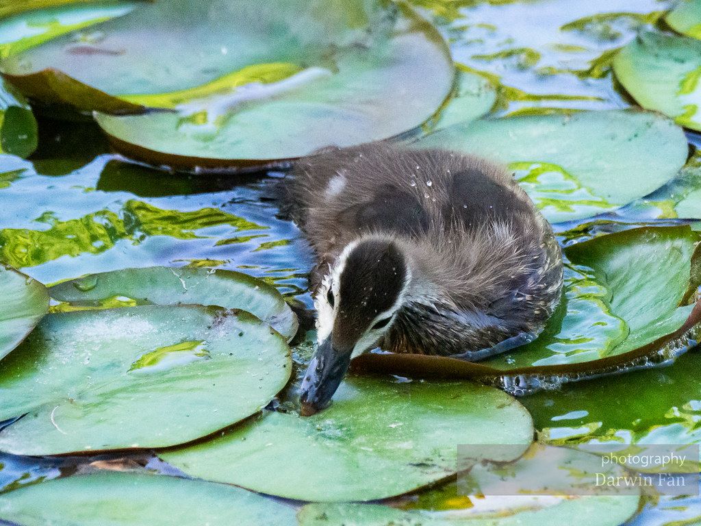 Baby Wood Duck, Kathryn Albertson Park, Summer 2020
