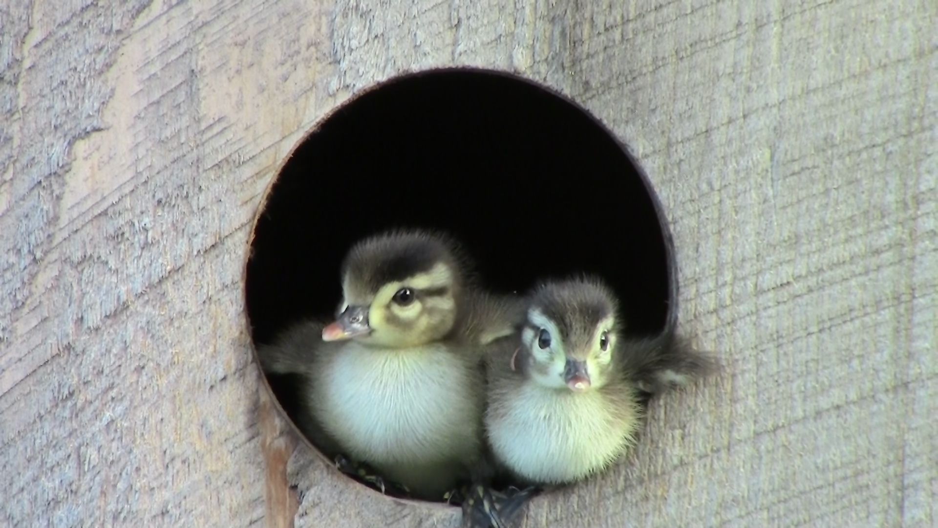 Flying Baby Wood Duck