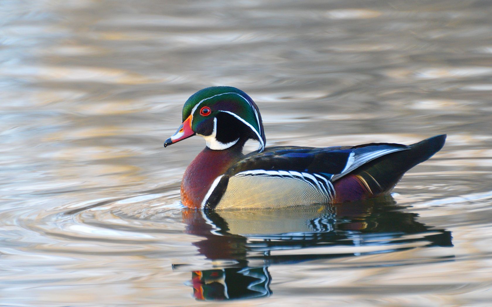 Free download Suzanne Britton Nature Photography Wood Duck [1680x1050] for your Desktop, Mobile & Tablet. Explore Woodduck Wallpaper. Woodduck Wallpaper