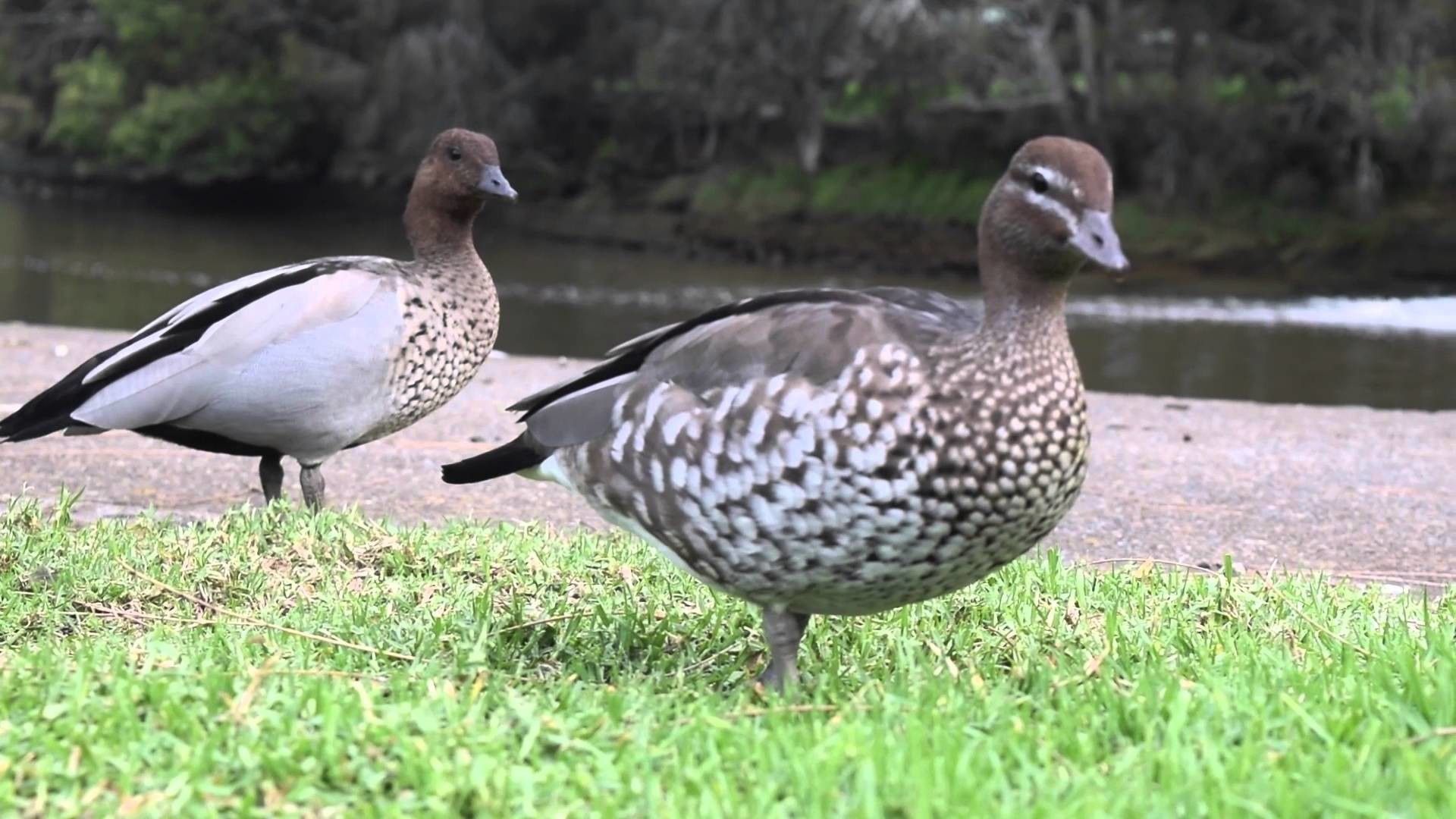 Newborn Baby Ducks 1080 1080