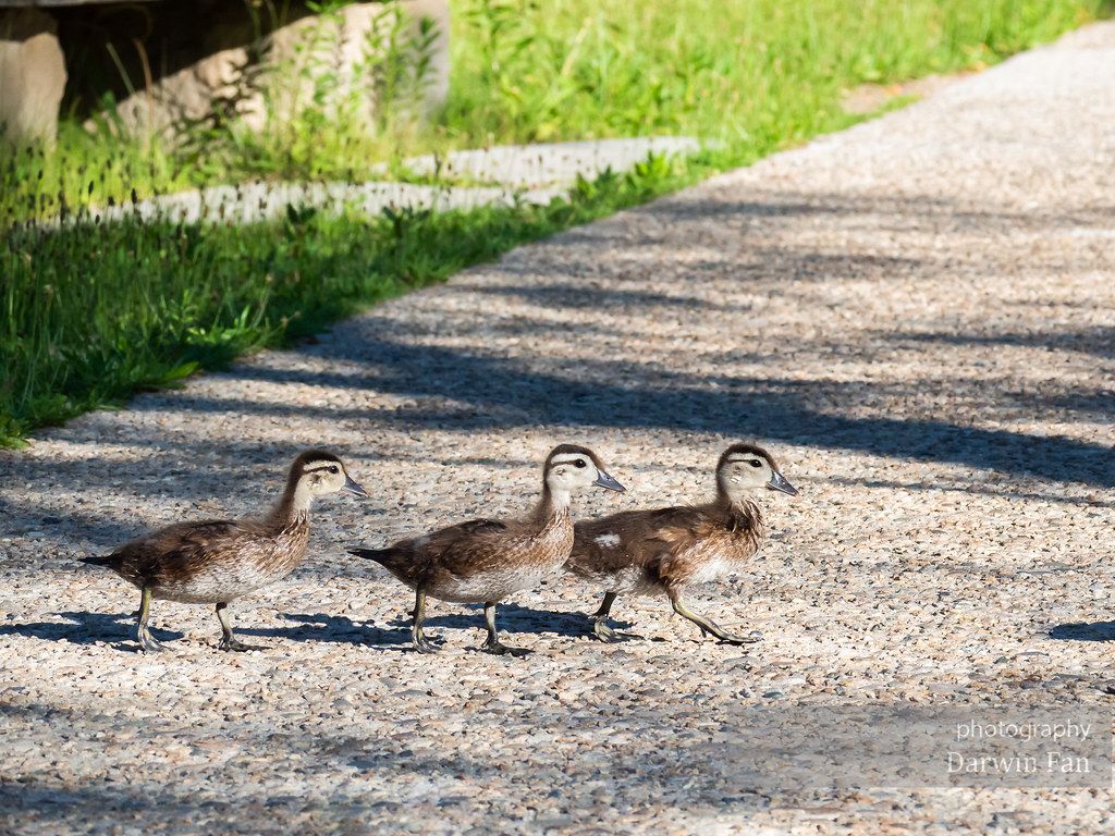 Baby Wood Ducks, Kathryn Albertson Park, Summer 2020