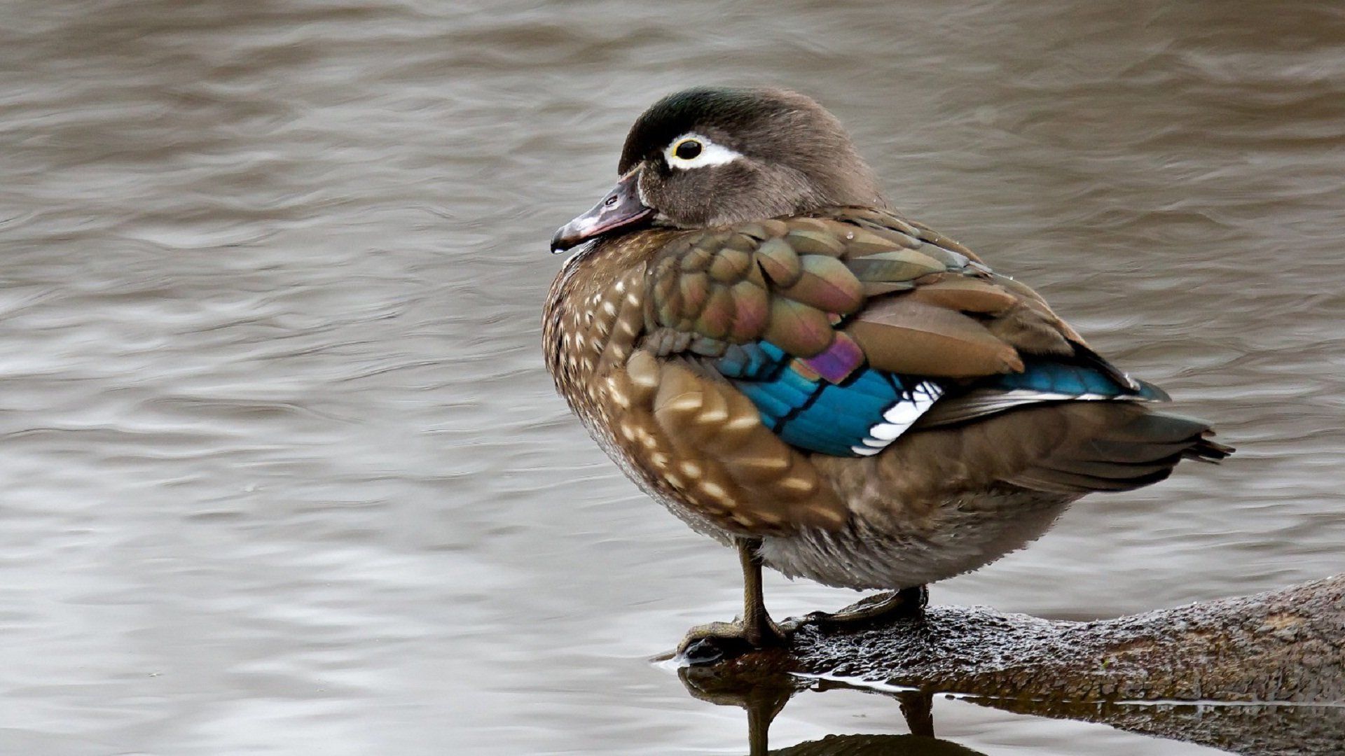 baby wood duck sounds