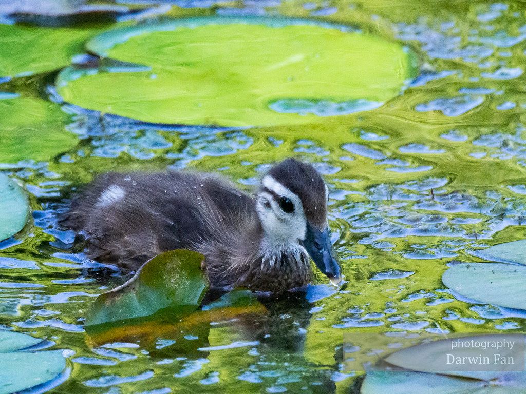 Baby Wood Duck, Kathryn Albertson Park, Summer 2020