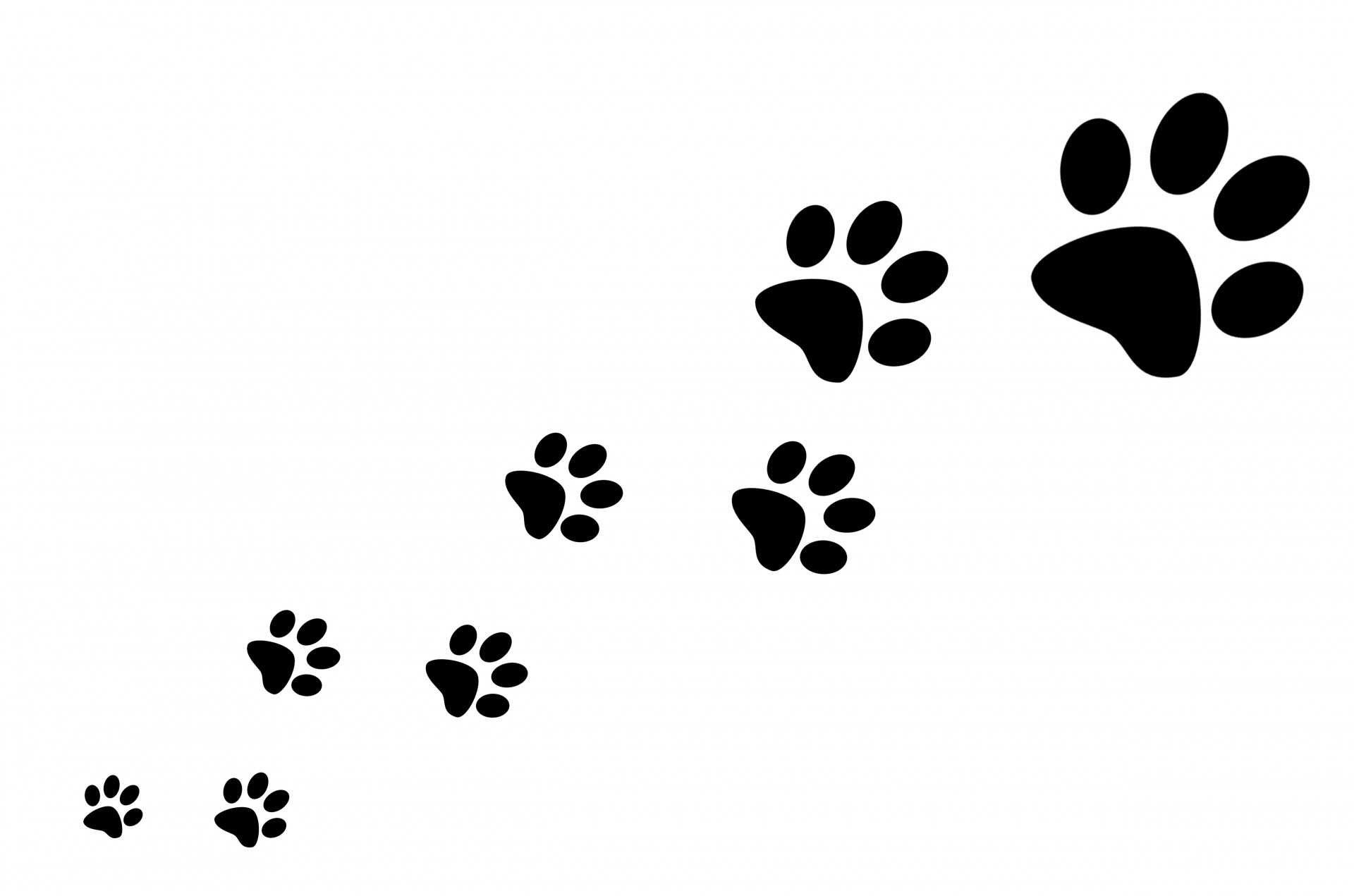 Paw Prints Wallpaper background picture