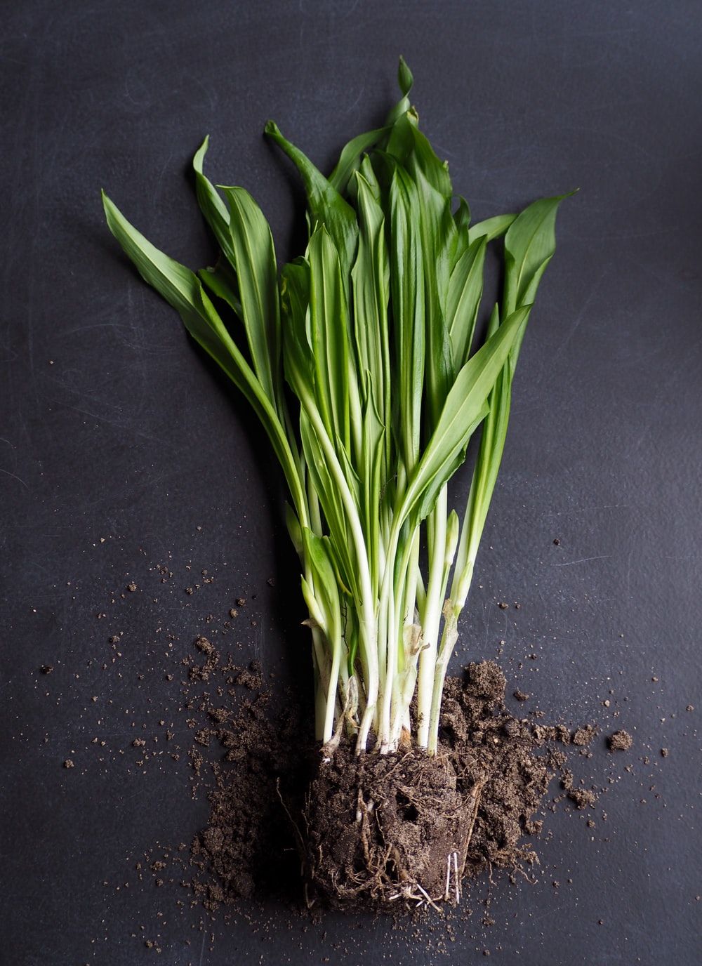Spring Onion Picture. Download Free Image