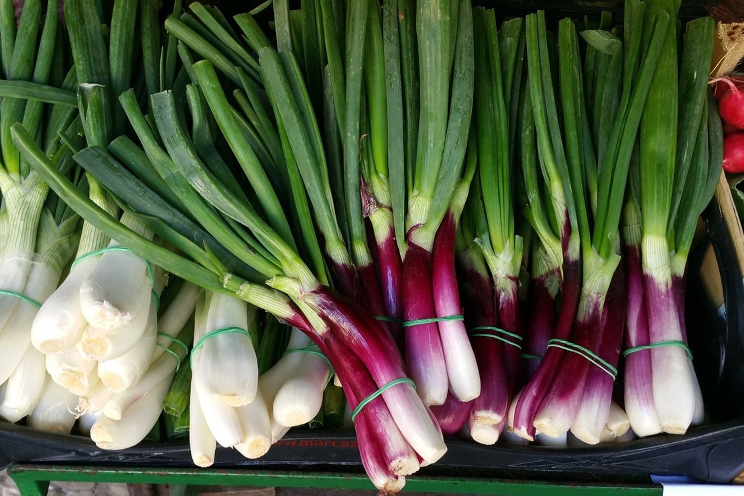 Photo Wallpaper spring onions. Shop now!
