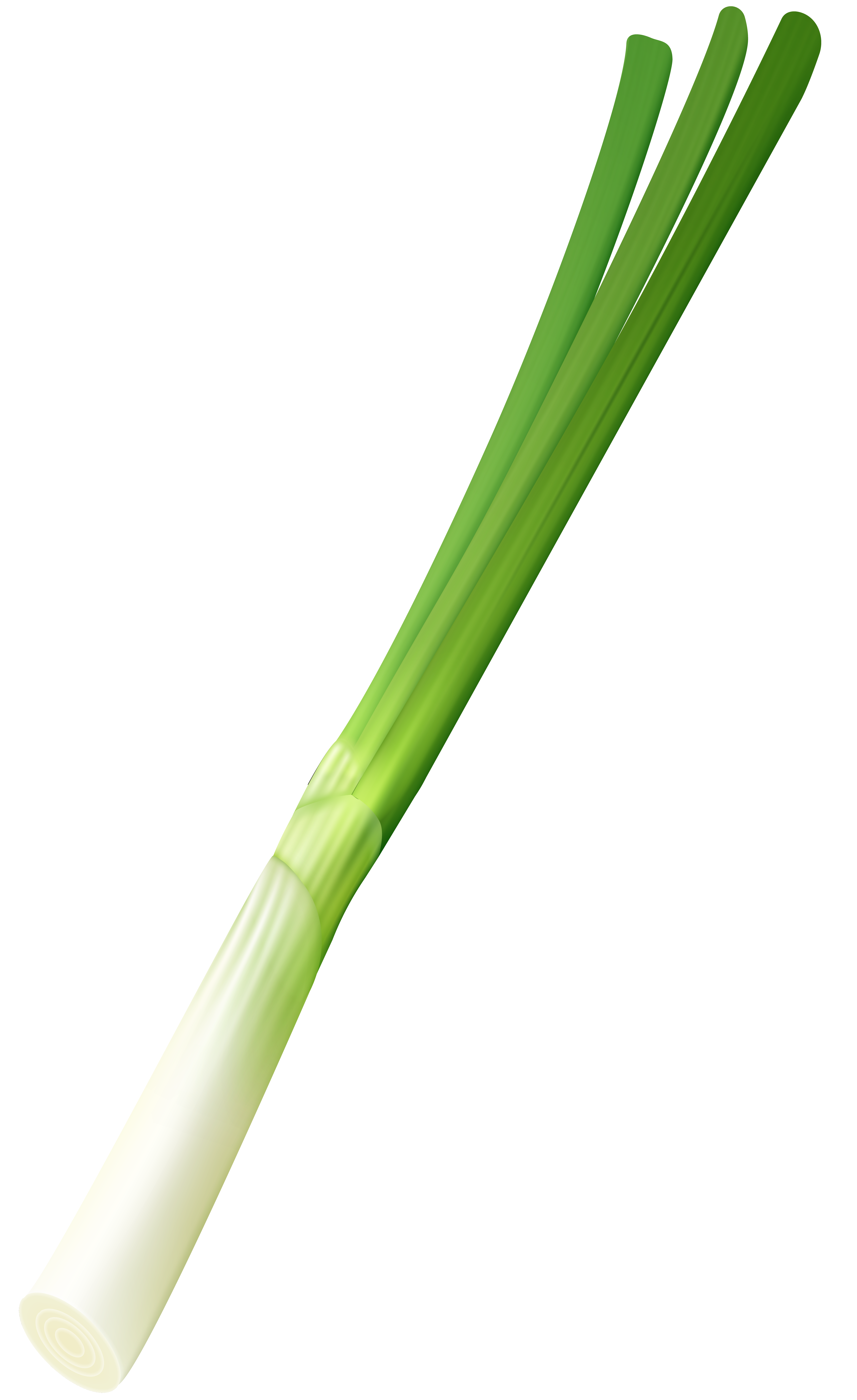 Spring Onion PNG Clip Art Image Quality Image And Transparent PNG Free Clipart