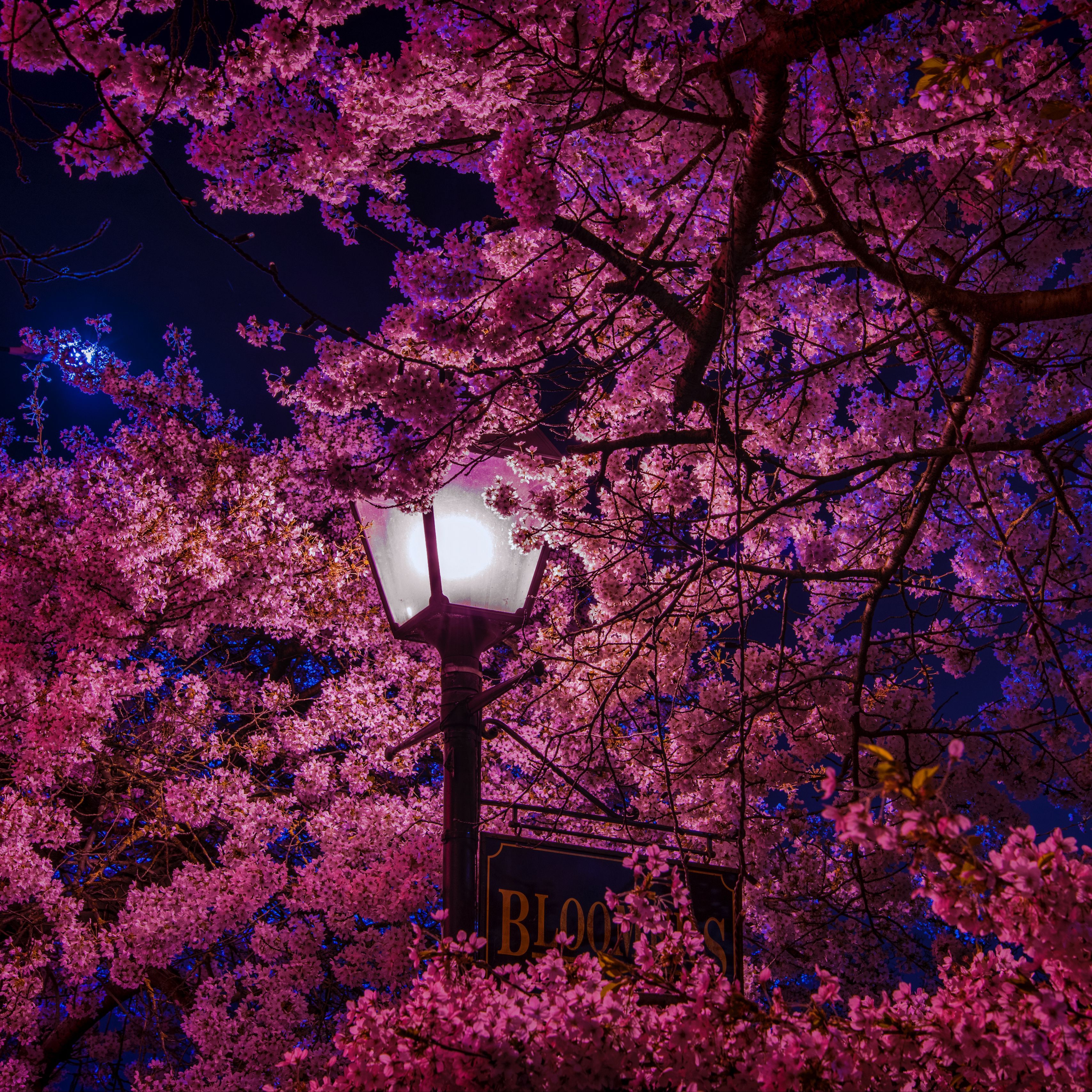 Download wallpaper 3415x3415 sakura, blossoms, lantern, night, spring ipad pro 12.9 retina for parallax HD background