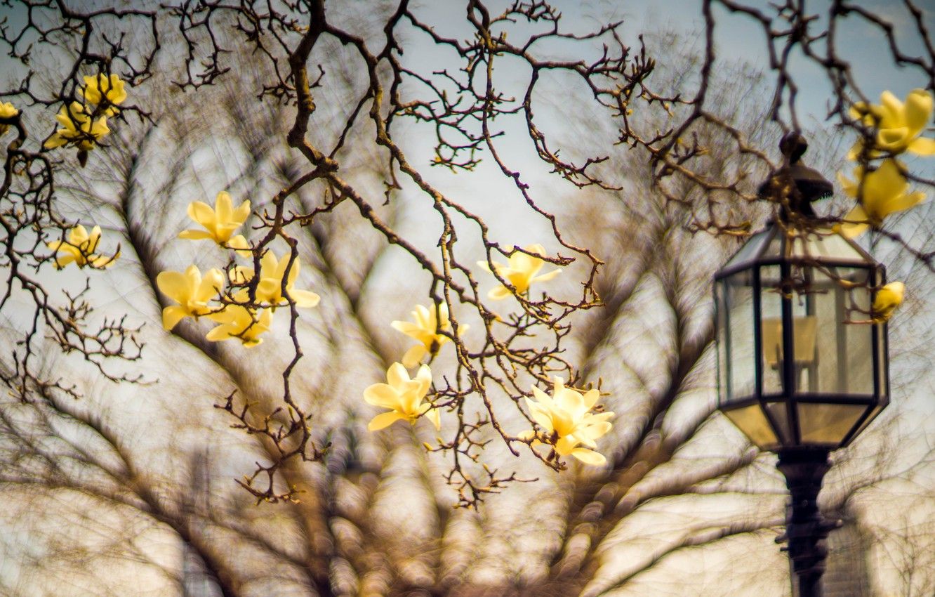 Wallpaper flowers, branches, blur, spring, yellow, lantern, flowering, bokeh, Magnolia image for desktop, section цветы