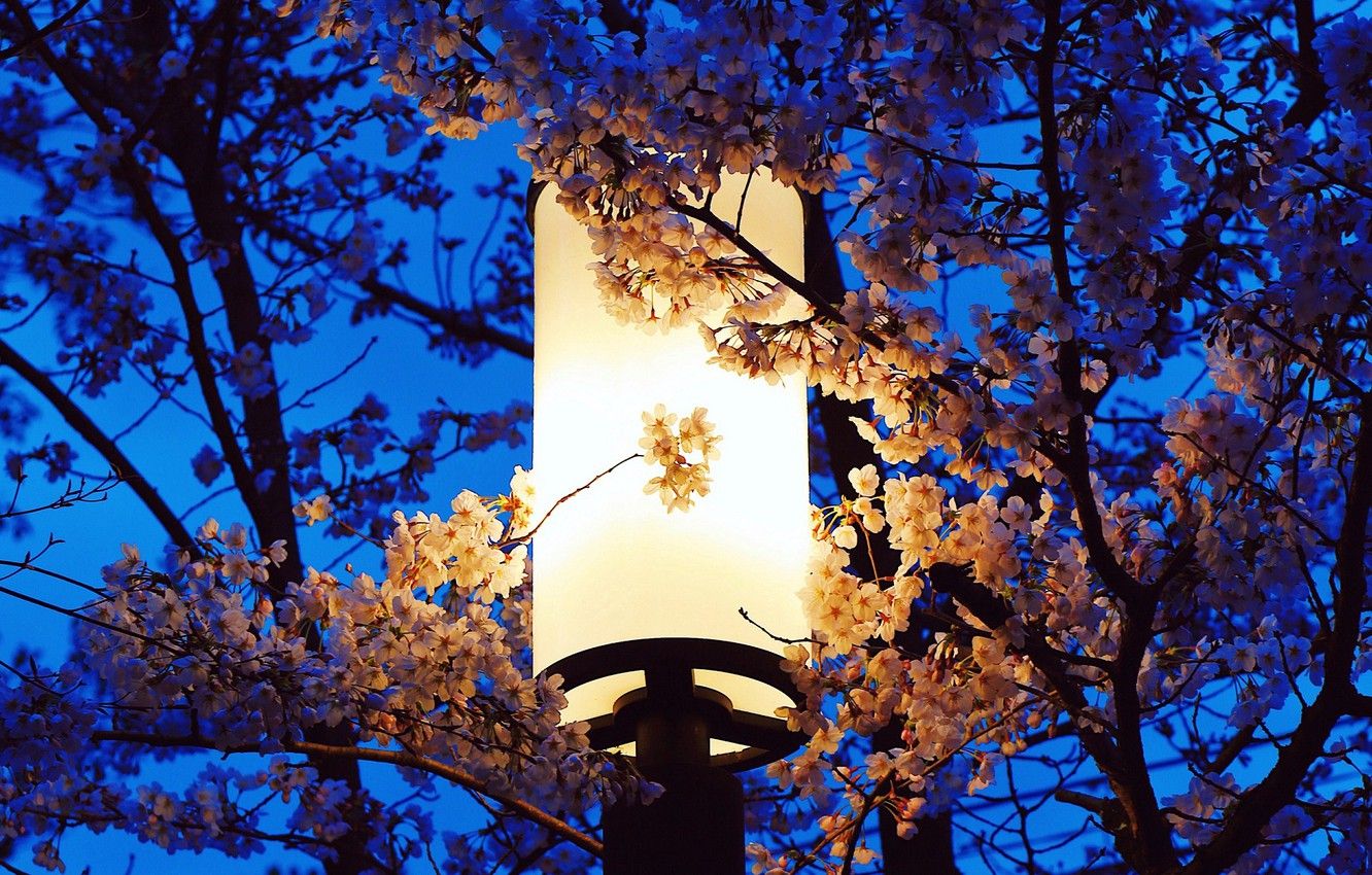 Wallpaper flowers, night, branches, spring, Sakura, lantern image for desktop, section природа