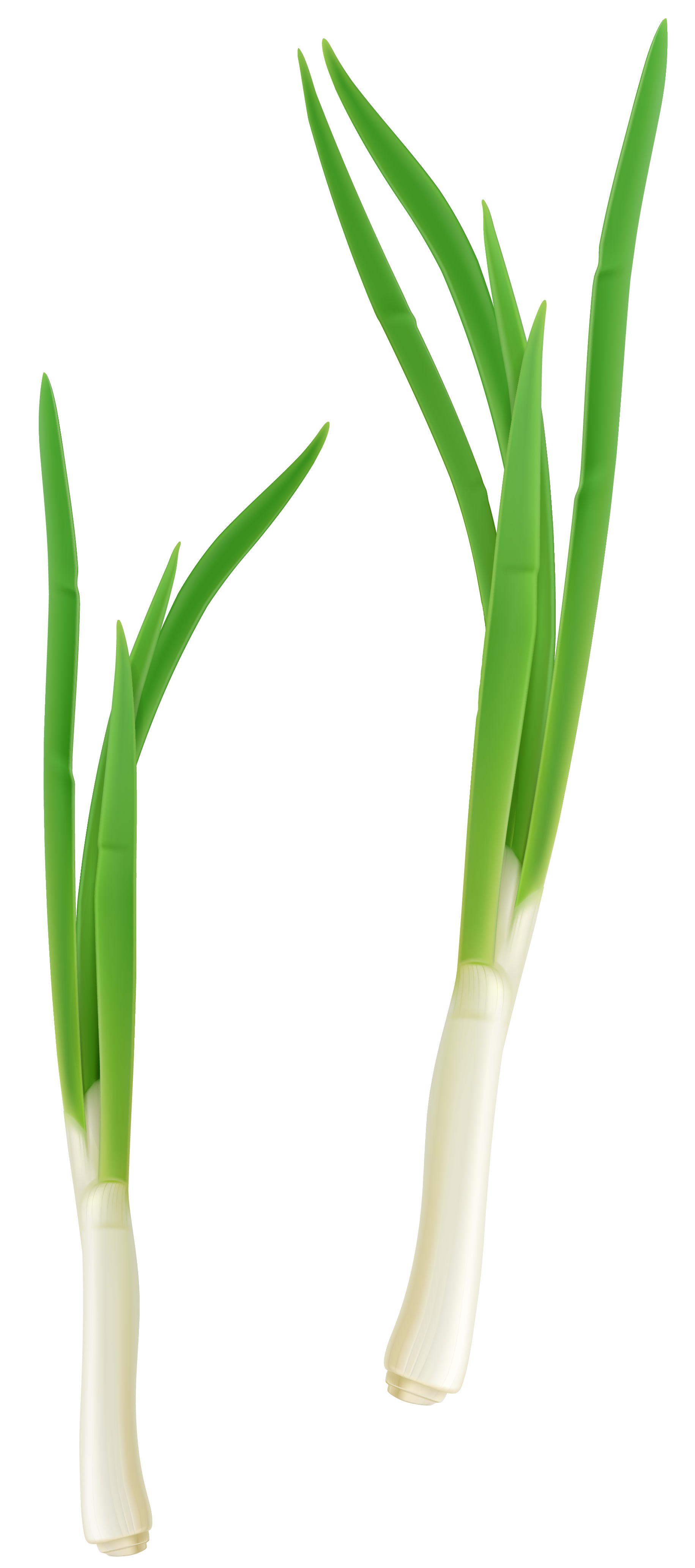 Green Fresh Onion PNG Clipart Quality Image And Transparent PNG Free Clipart