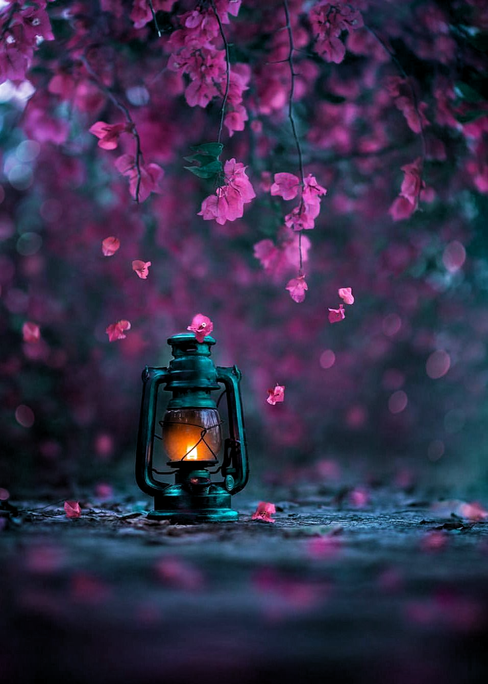 ✿ ❤ the lantern.. . Wallpaper nature flowers, Candles wallpaper, Beautiful flowers wallpaper