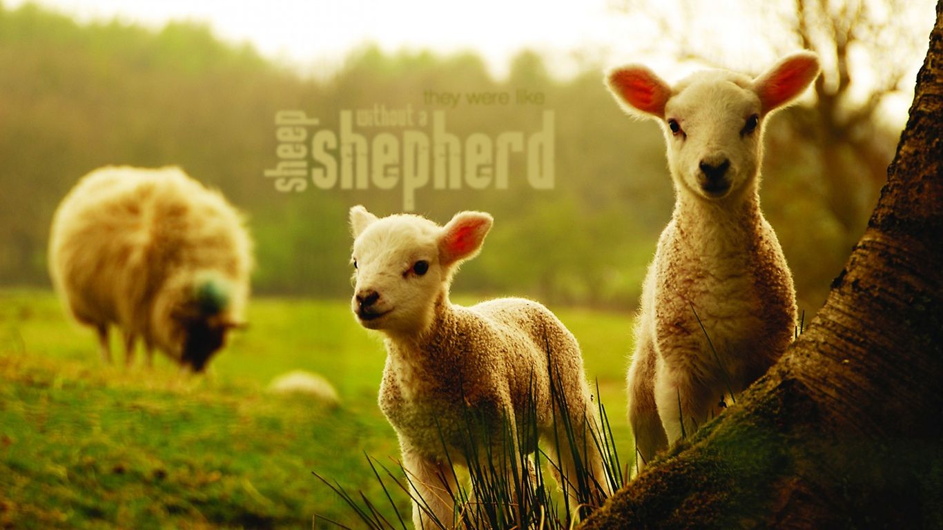 Biblical Background On Sheep and Shepherd
