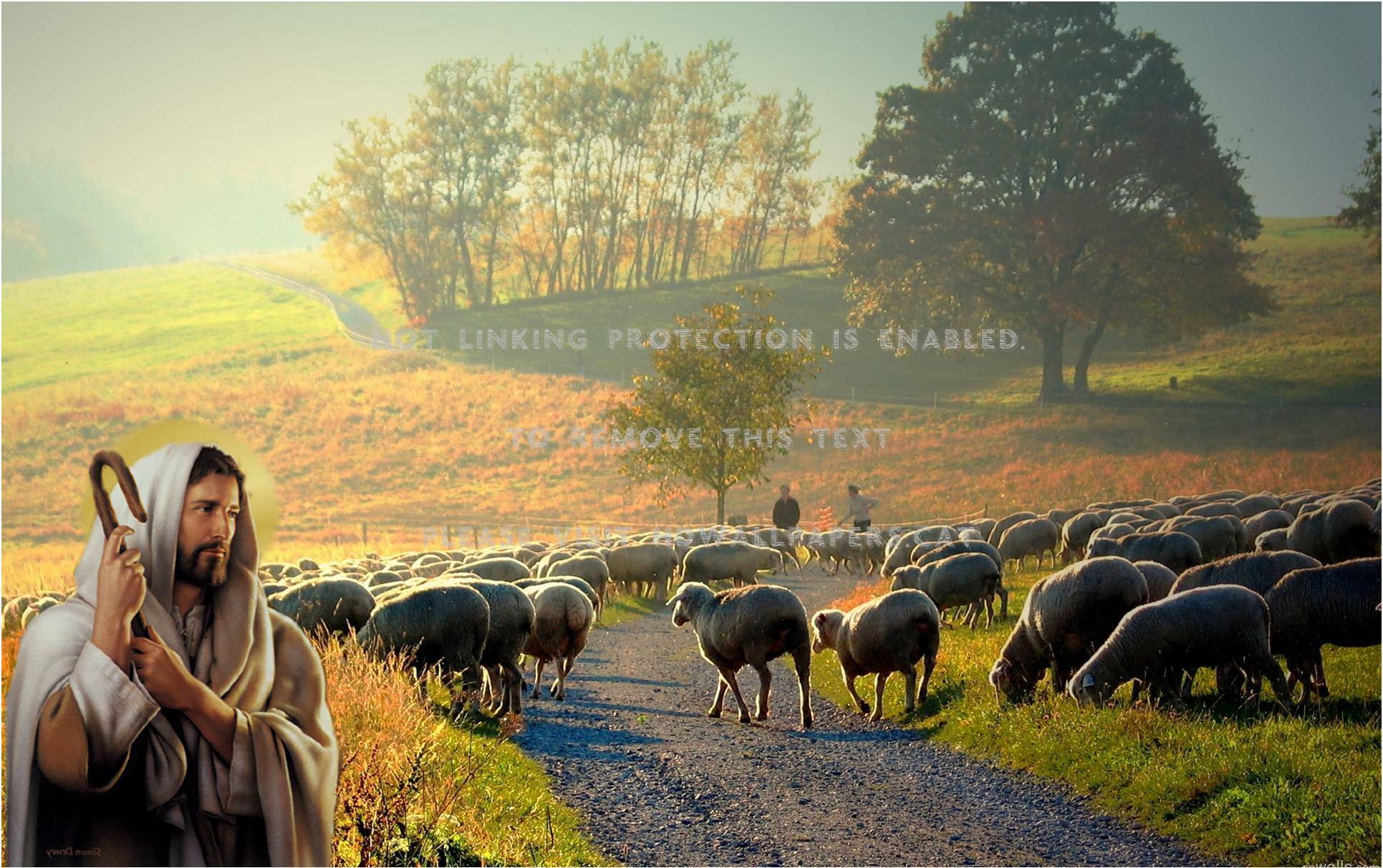 Sheep Desktop Background. Dall Sheep Wallpaper, Barbary Sheep Wallpaper and Suicide Sheep Wallpaper