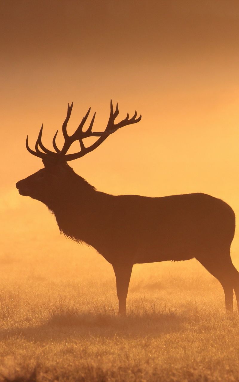 Free download Moose Wallpaper Archives HDWallSourcecom [2560x1707] for your Desktop, Mobile & Tablet. Explore Moose Wallpaper. Moose Wallpaper for Computer