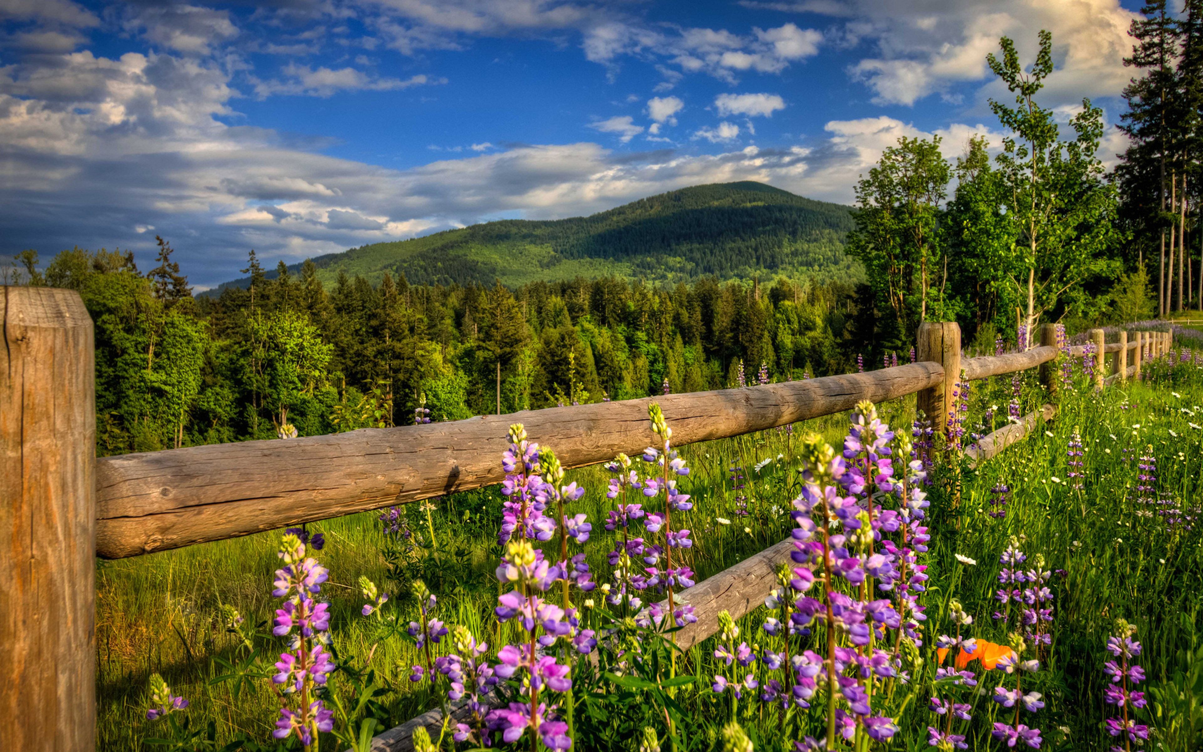 Natural Mountain Spring Mountain Landscape With Green Forest Of Pine Trees, Green Grass And Purple Flowers Mountain Wallpaper HD For Desktop, Wallpaper13.com