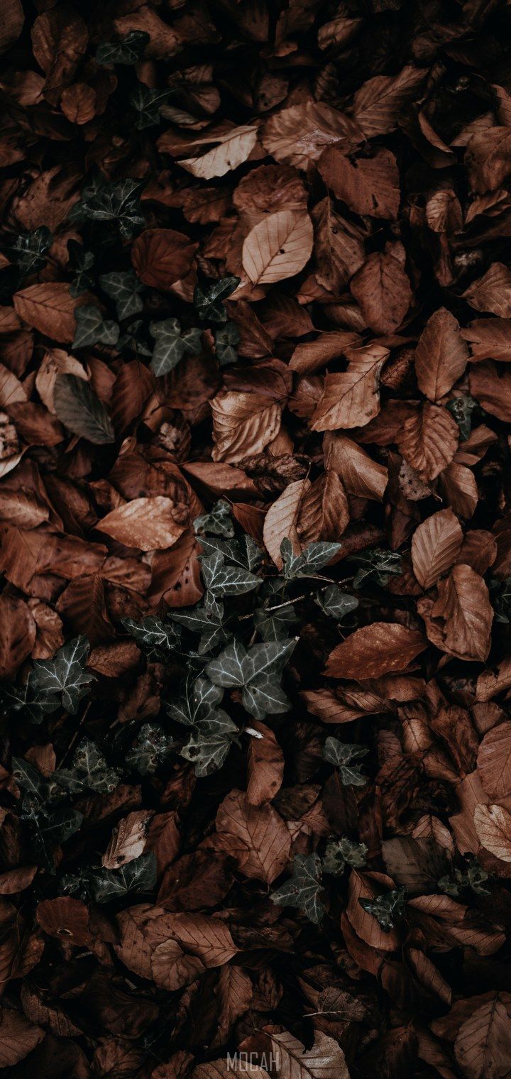 autumn leaves, vivo Y81 wallpaper download, 720x1520