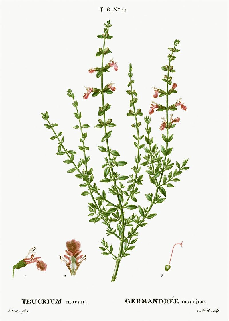 Thyme Image. Free Vectors, PNGs, Mockups & Background