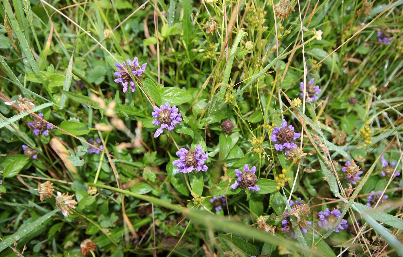 Wallpaper greens, grass, macro, blooms, Belarus, thyme, my photo image for desktop, section природа