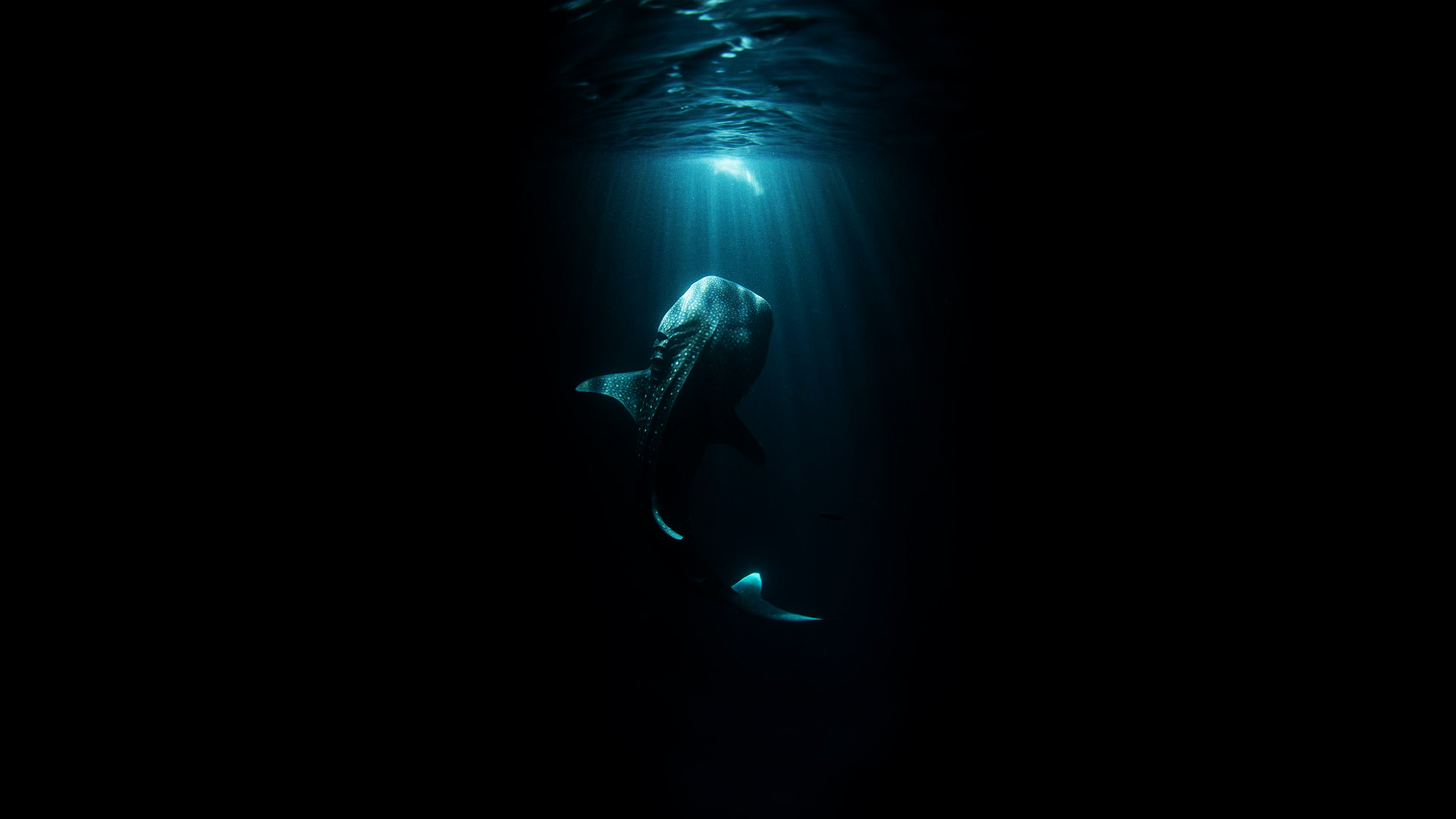 Thalassophobia Wallpaper