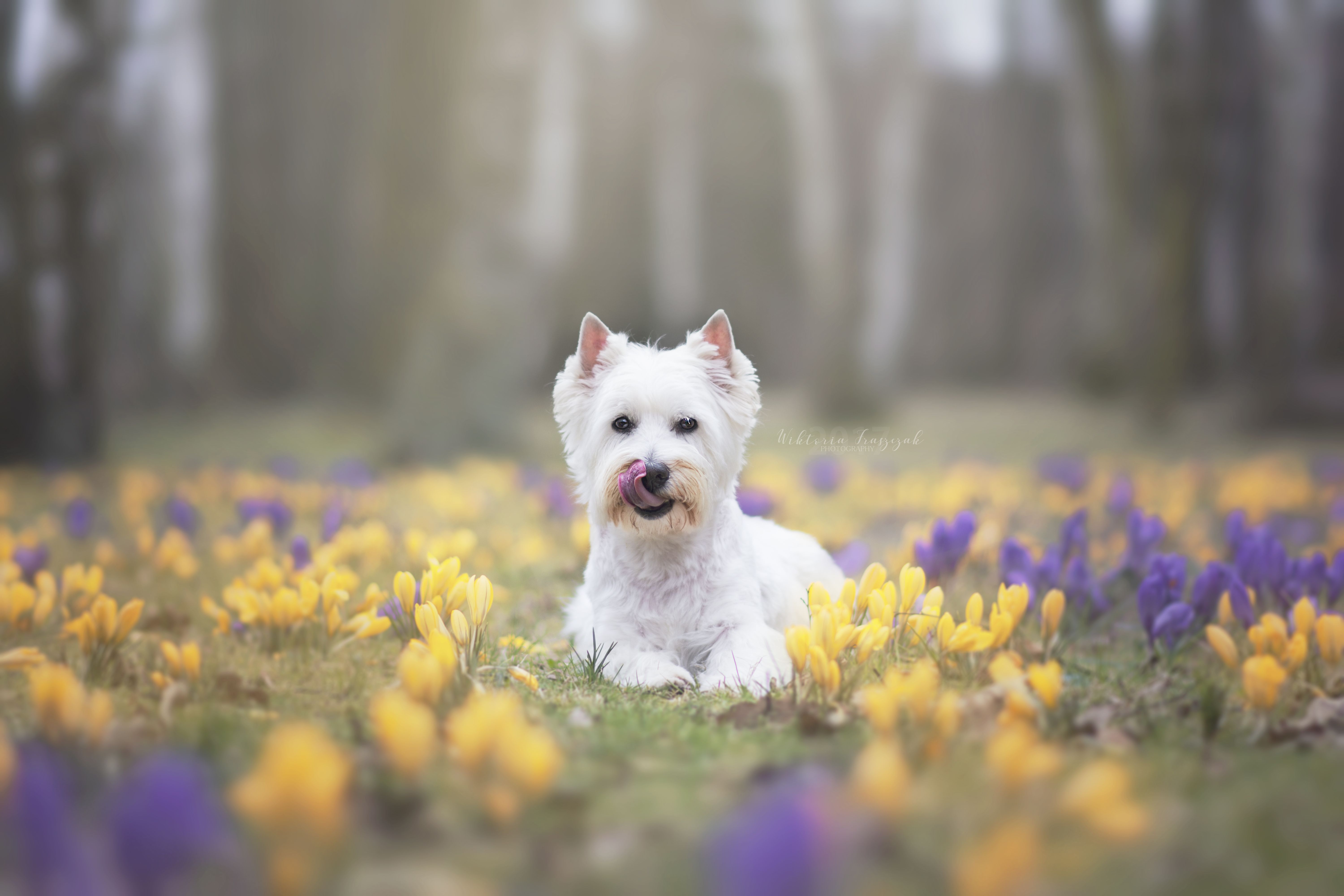 Wallpaper, pet, dog, dogphotography, outdoor, spring, flower, flowers, color, colorfull, westhighlandwhiteterrier, white 6000x4000