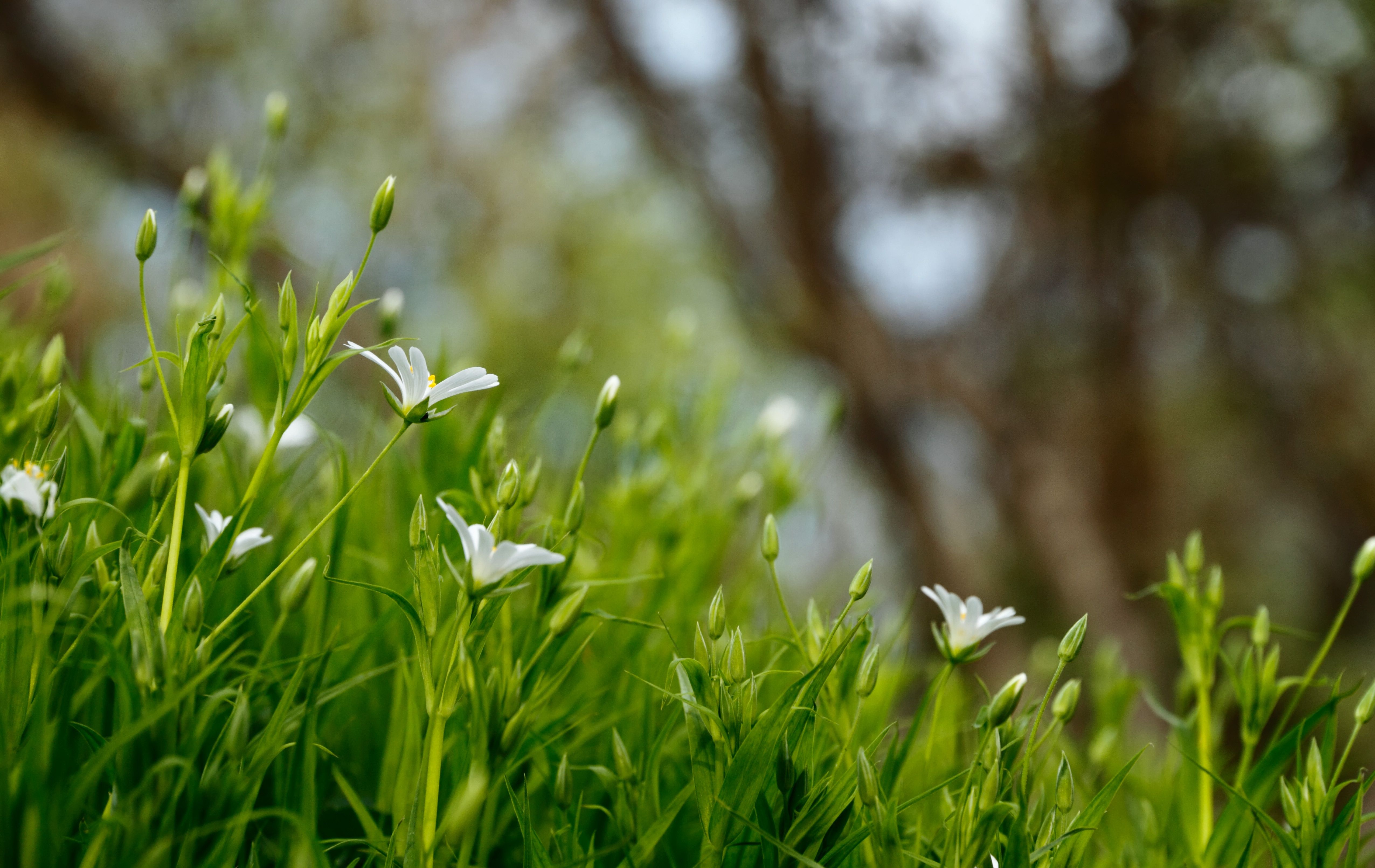 bokeh outdoor spring and tree hd, Sony Xperia X wallpaper 1080p, 1080x1920. Mocah HD Wallpaper