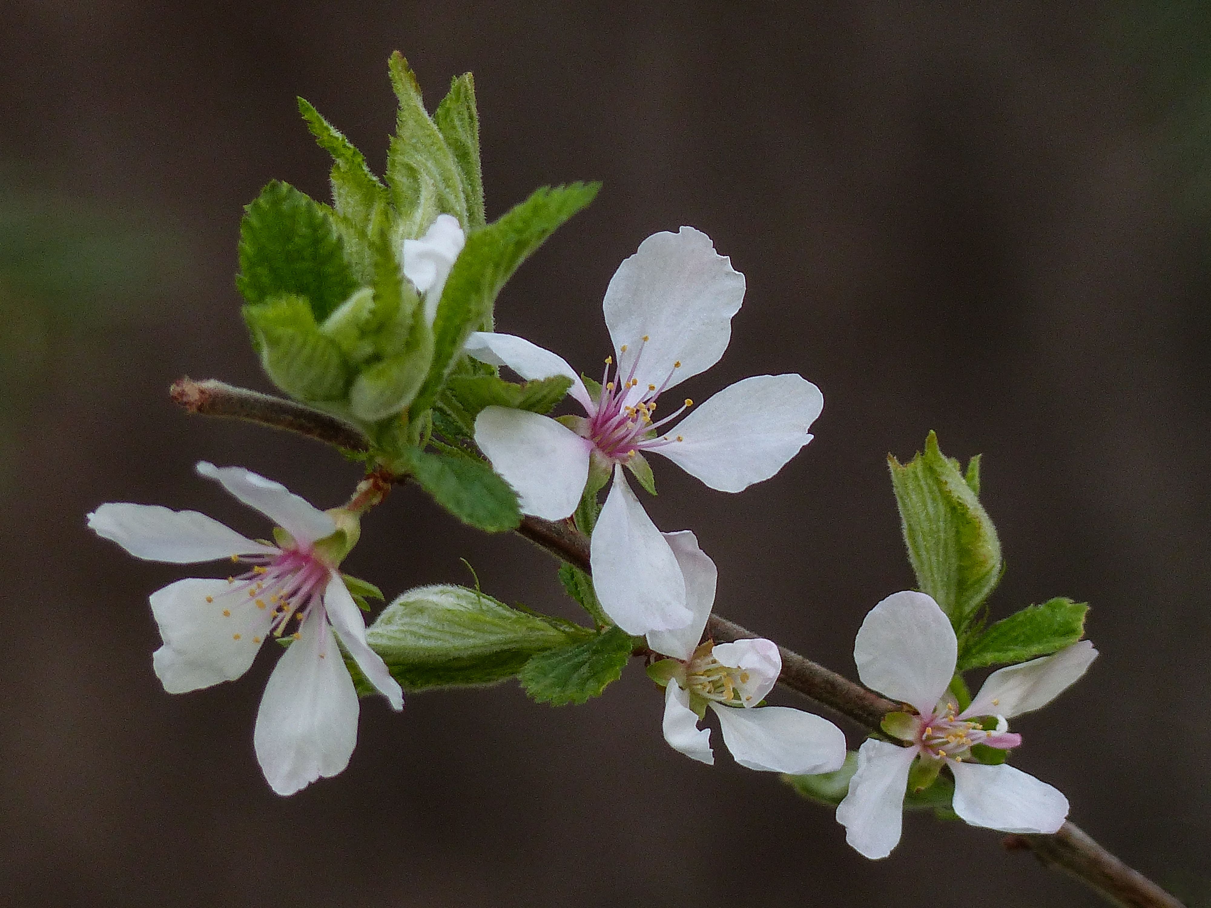 Wallpaper, flowers, white, Canada, flower, macro, tree, Calgary, nature, closeup, garden, season, lumix, spring, flora, blossom, outdoor, may, foliage, Alberta, readerrockgarden, annkelliott, anneelliott, fz panasonicdmcfz200 4000x3000