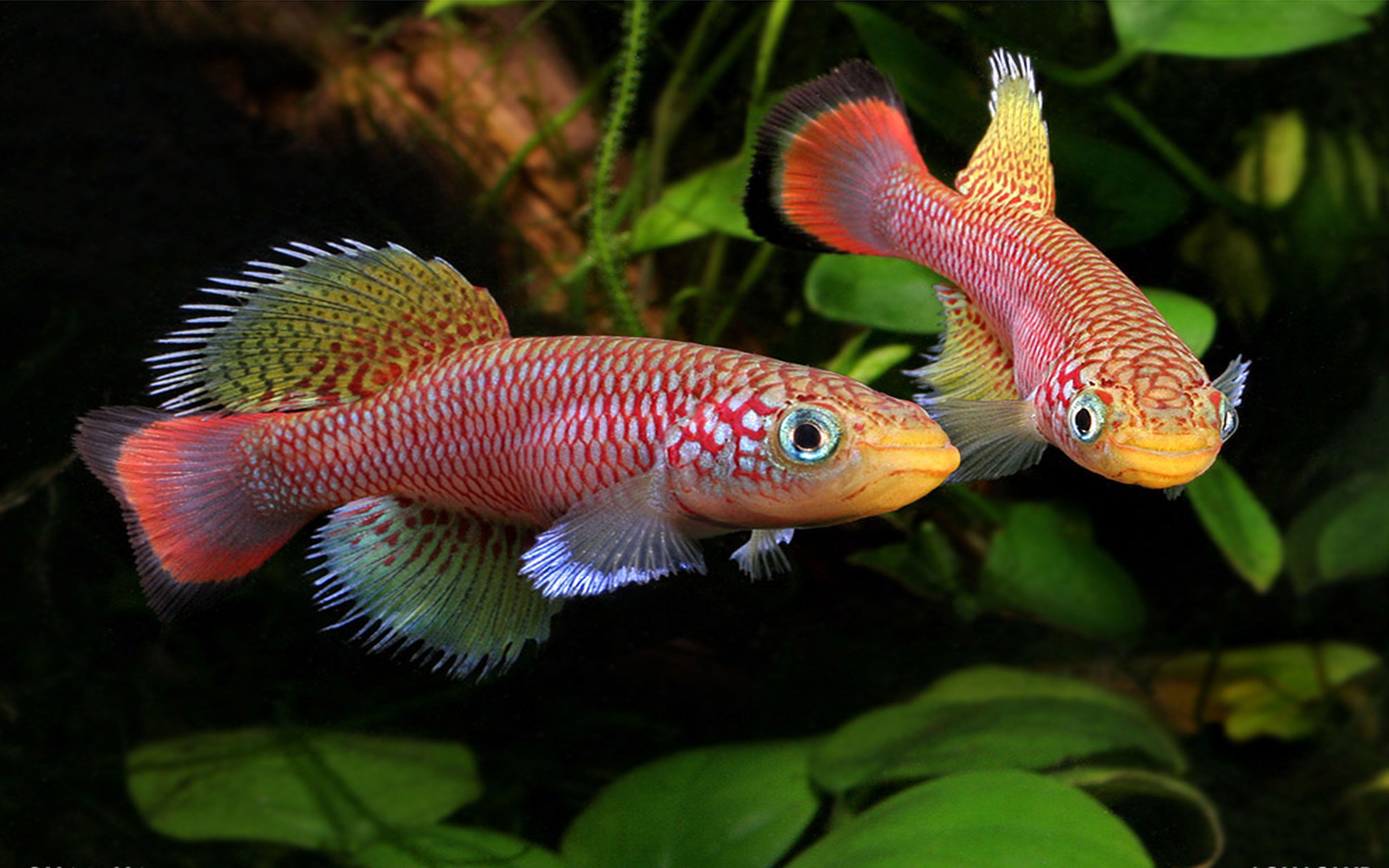 freshwater fish wallpapers