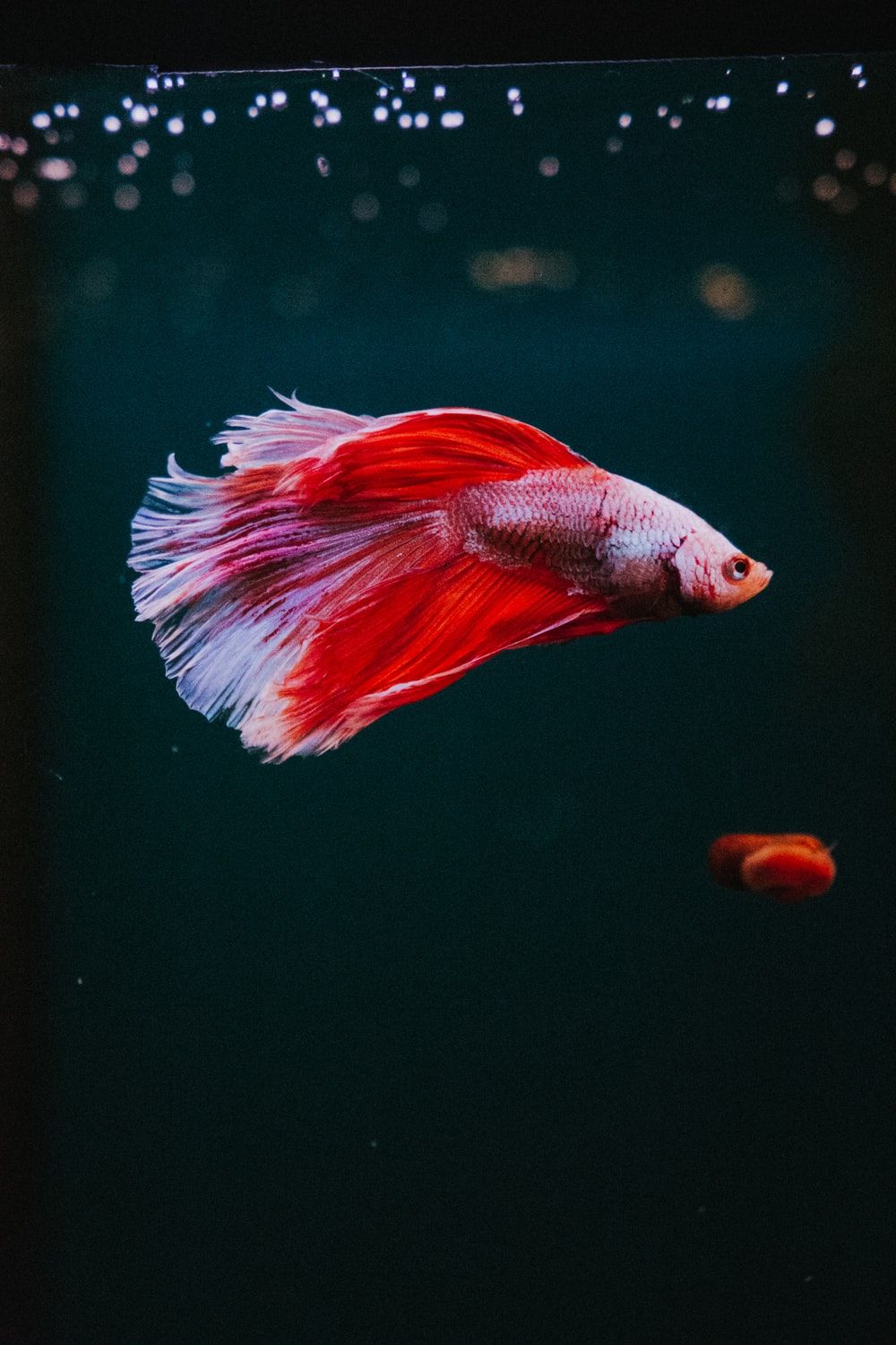 red fish wallpaper photo