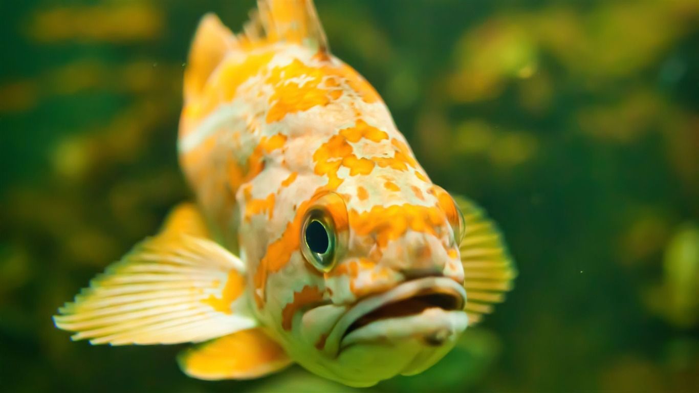 Freshwater Fish High Quality HD Wallpaper