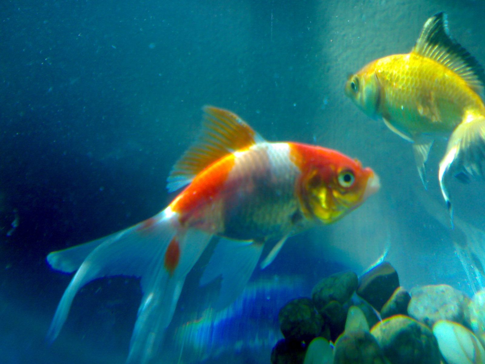 Beautiful Fishes In Water HD Wallpaper