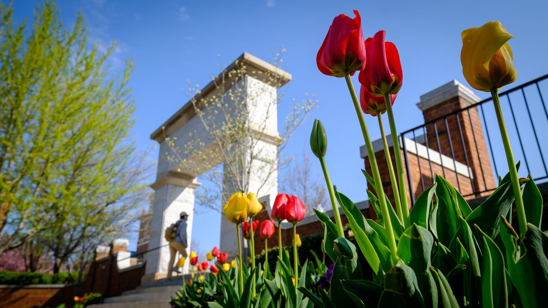 Wallpaper Downloads Way Forward