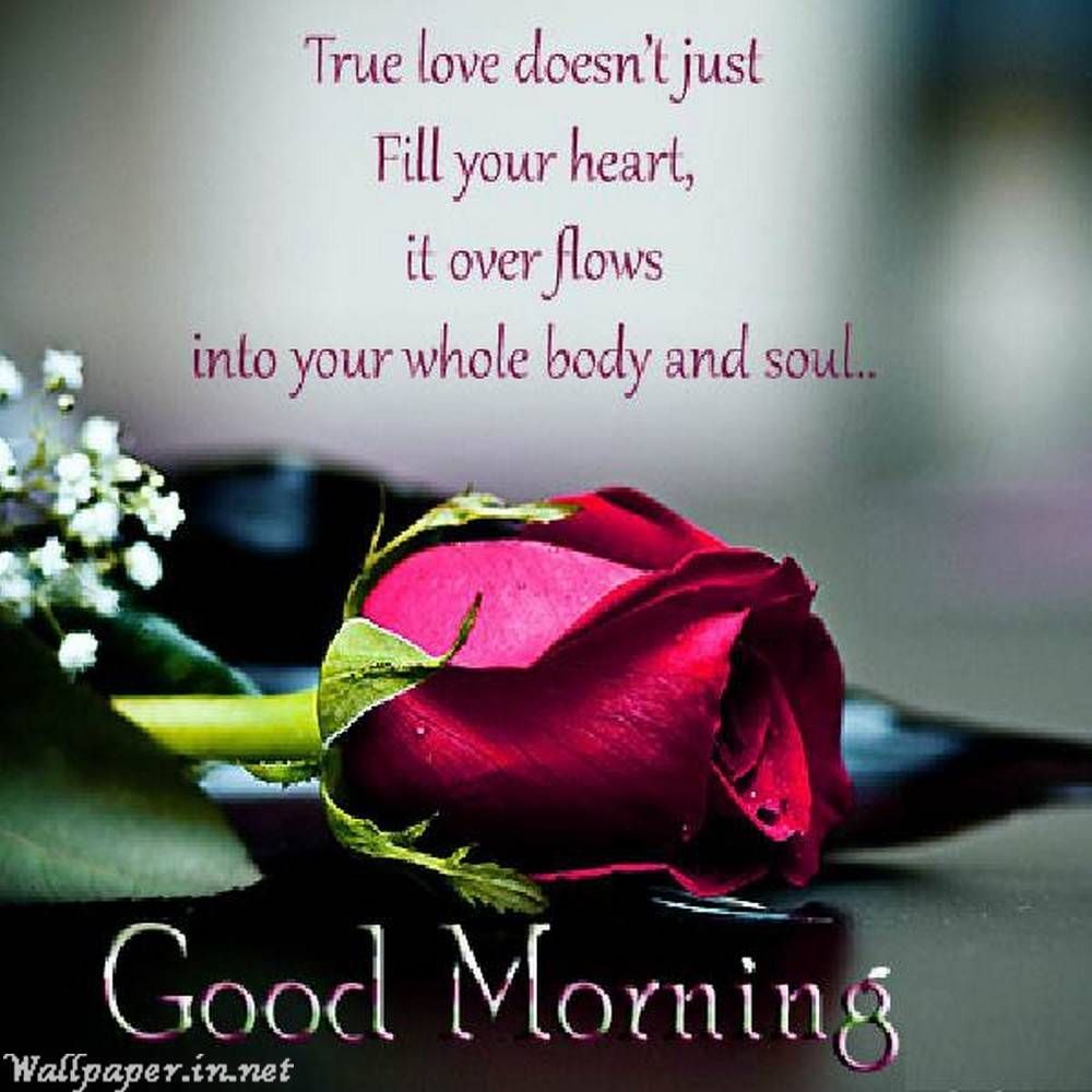 Good morning beautiful rose HD. Good morning quotes for him, Good morning love, Morning love quotes