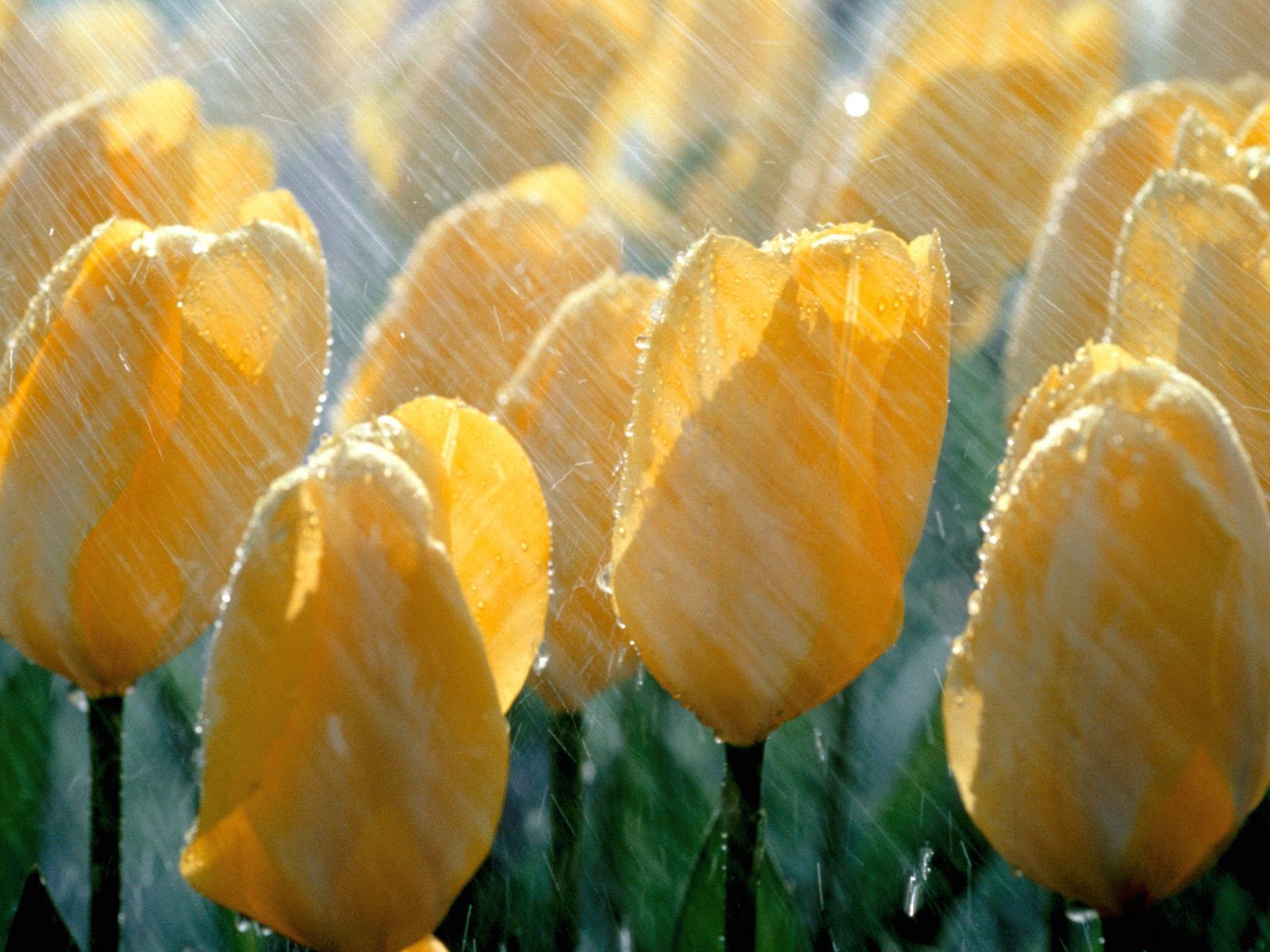 Tulips in the rain.beautiful!. Spring flowers, Spring rain, Spring shower